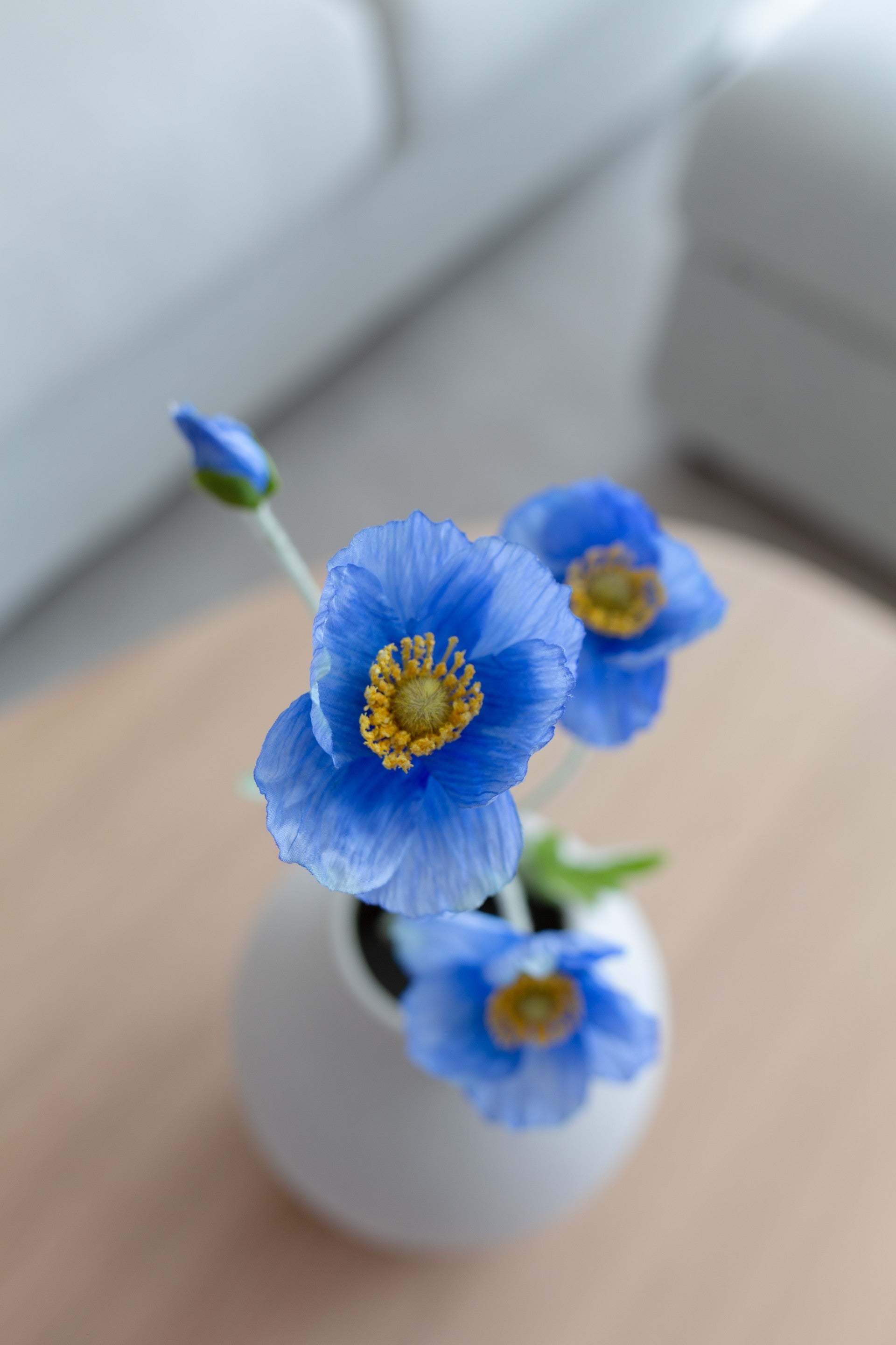 Valmueblomst blå