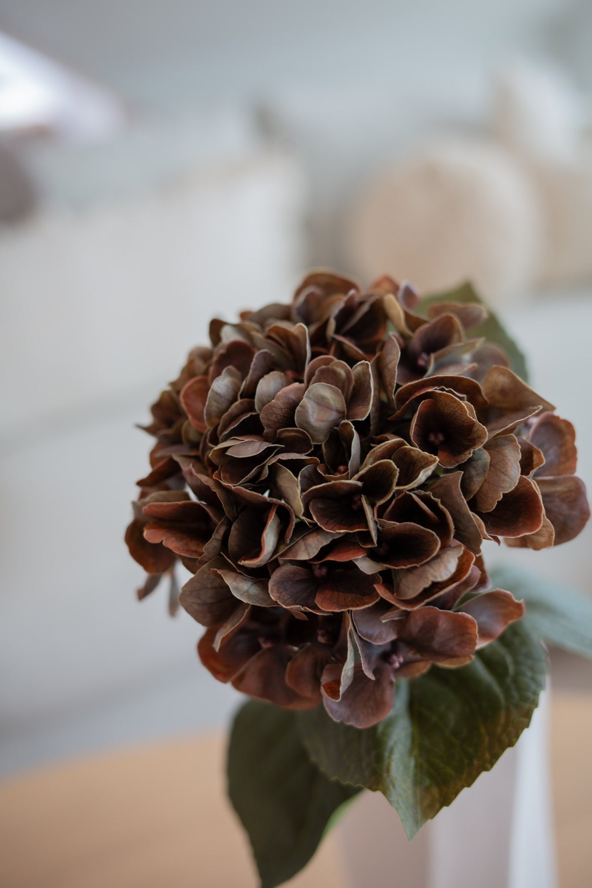 Hortensia mørk brun