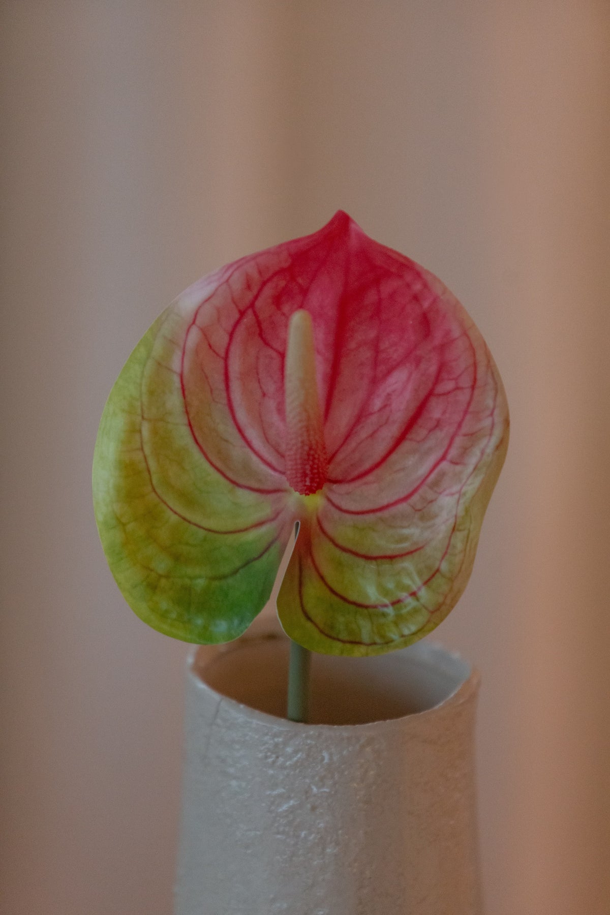 Anthurium grønn/rosa