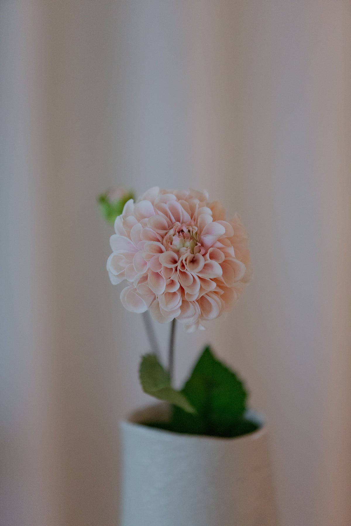Rosa georgine