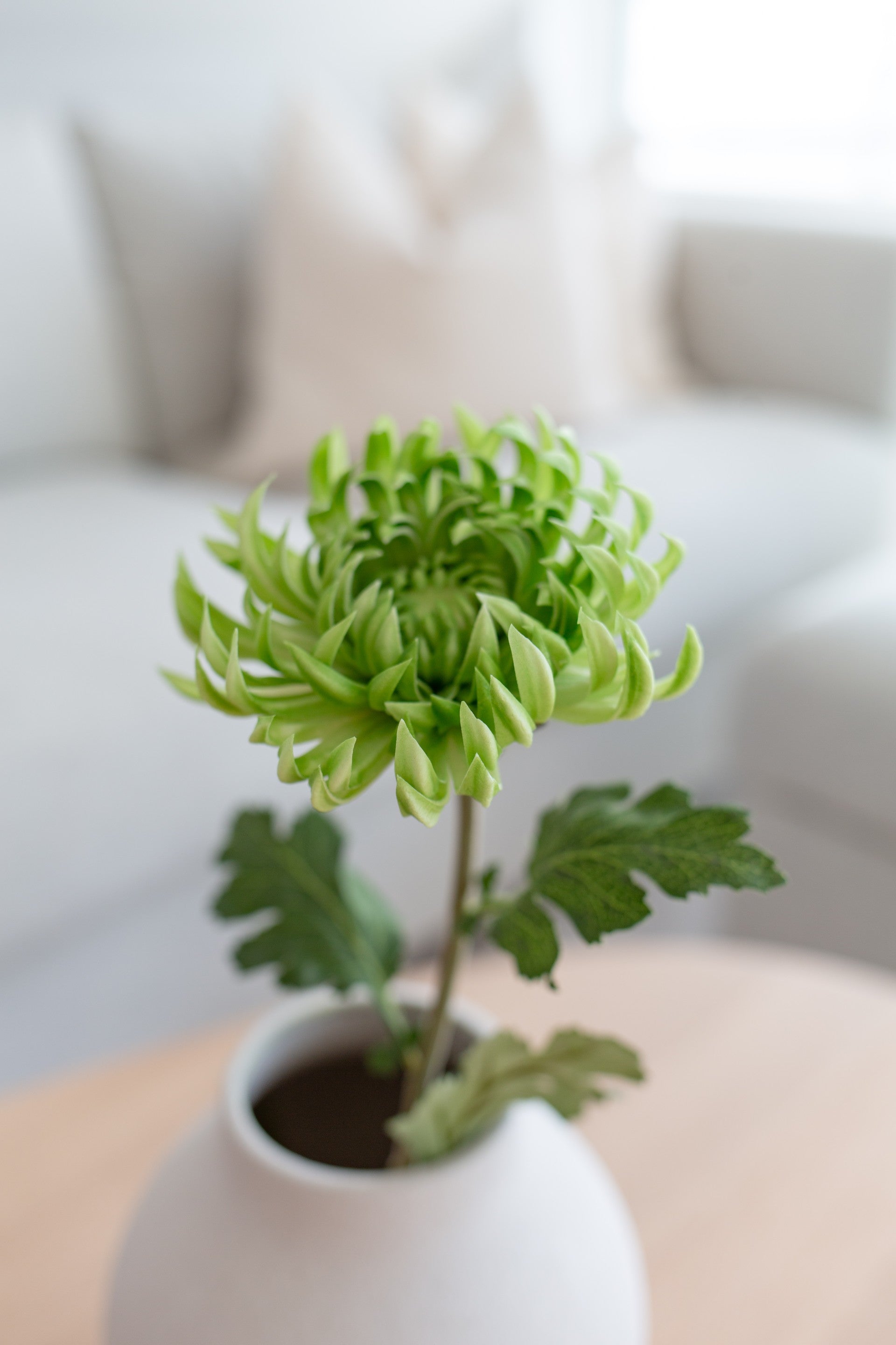 Chrysanthemum Grønn