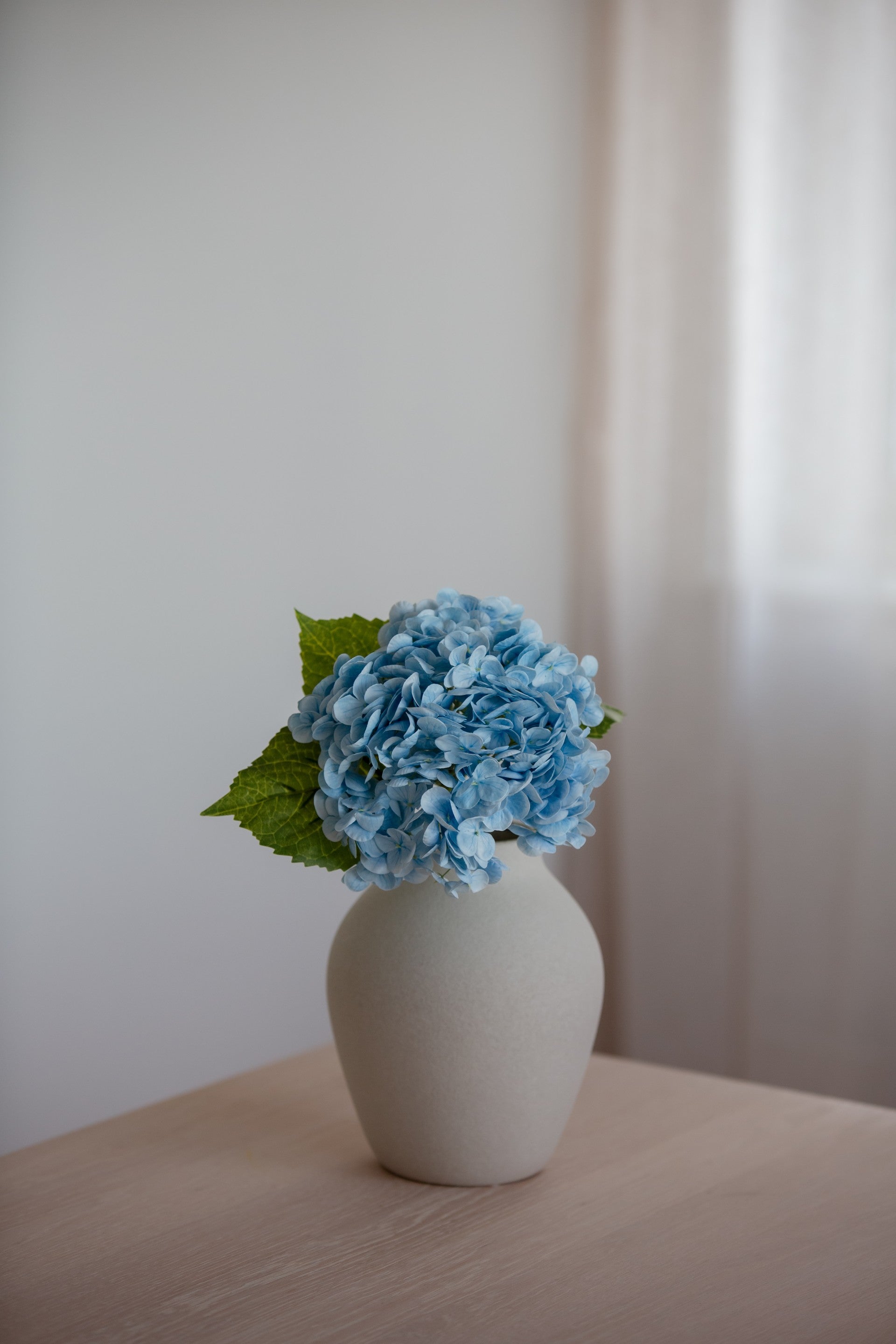 Hydrangea blå