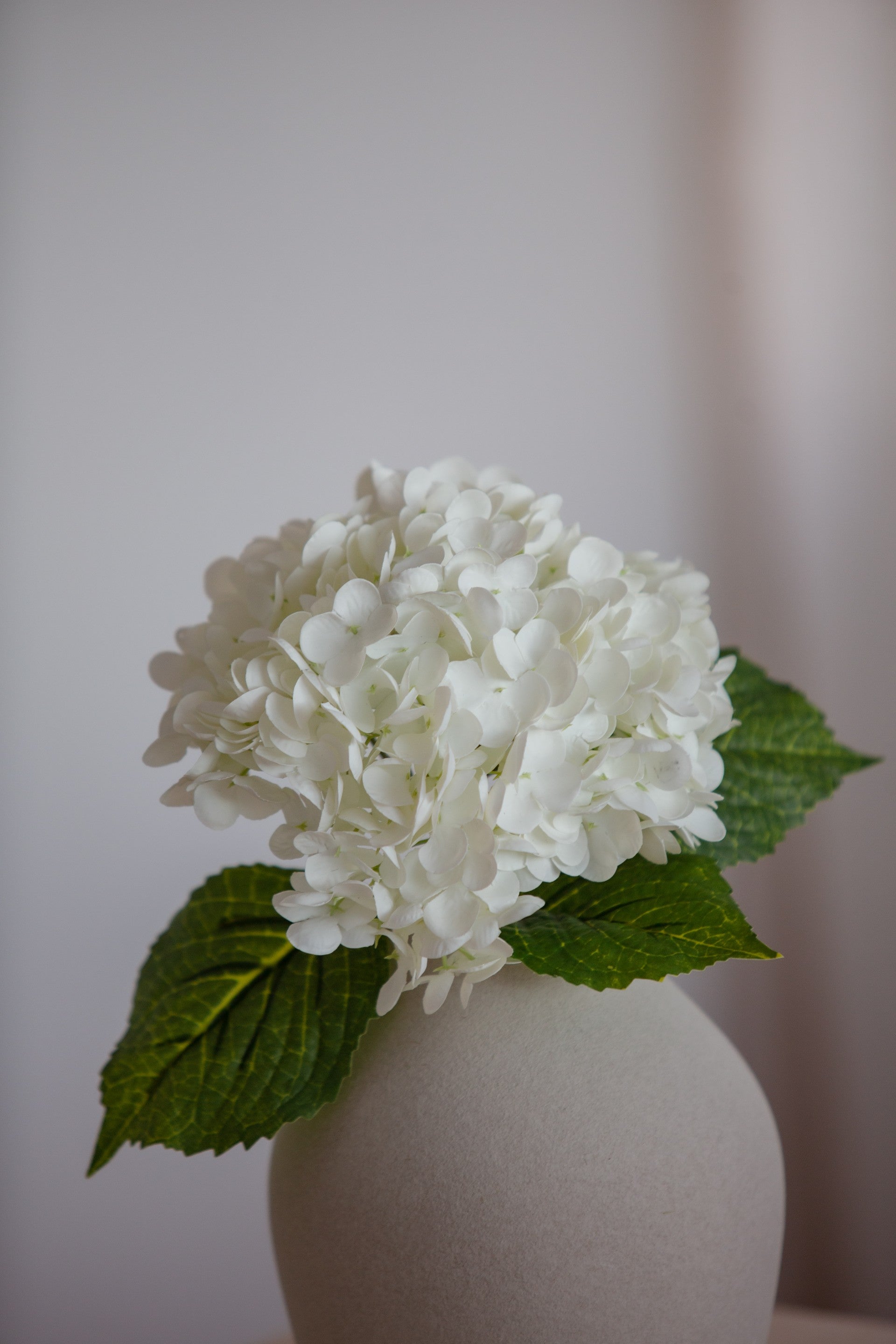 Hydrangea hvit