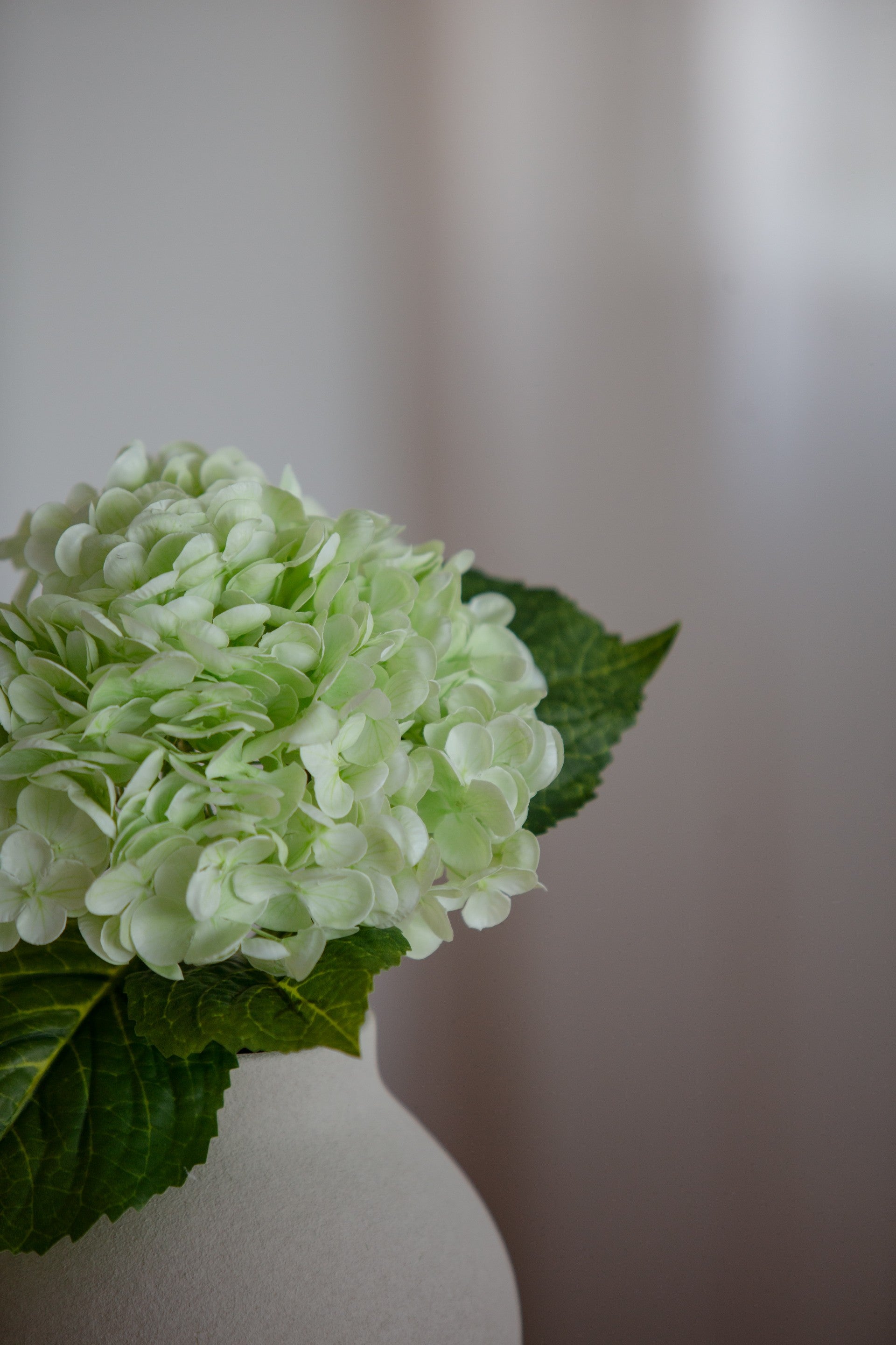 Hydrangea lys grønn
