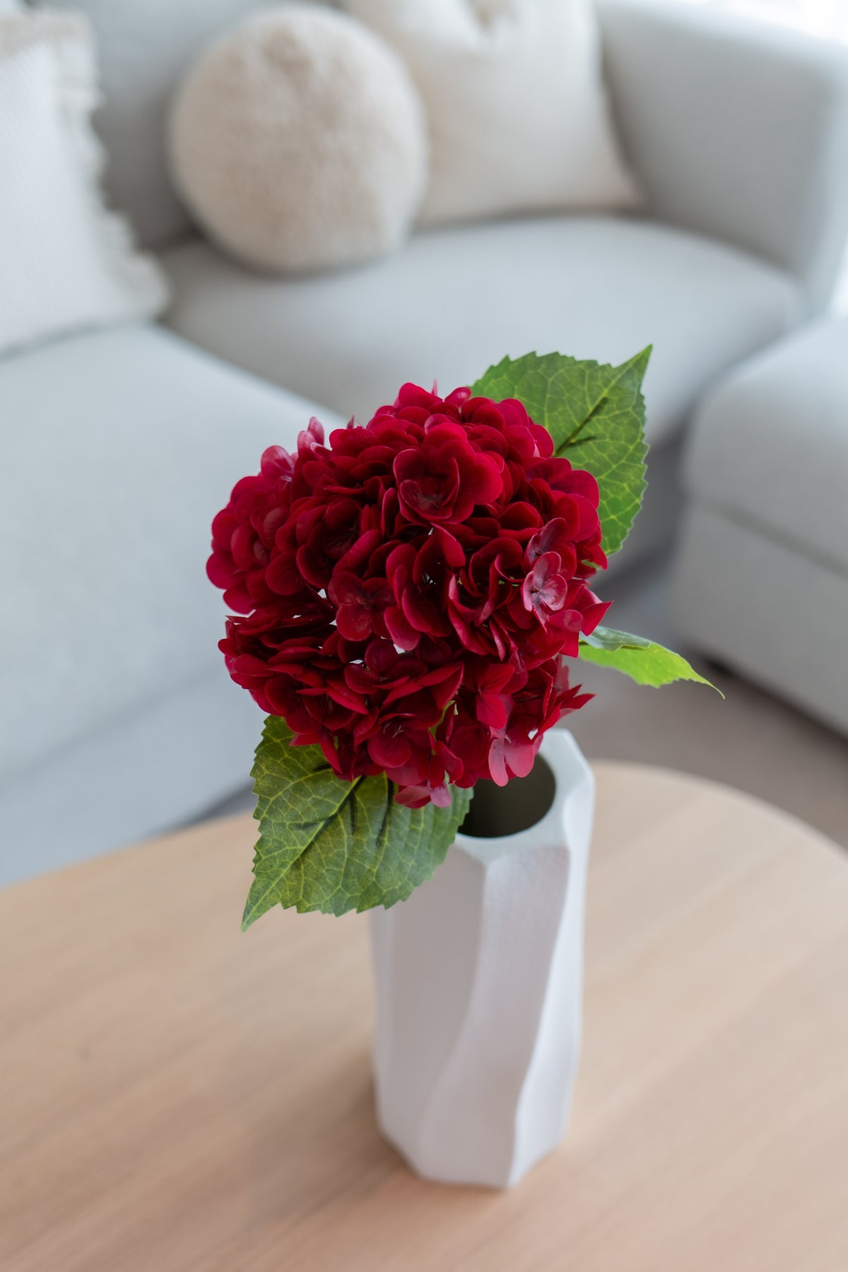 Hortensia rød