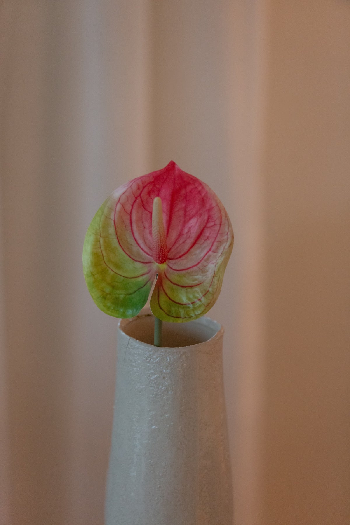 Anthurium grønn/rosa