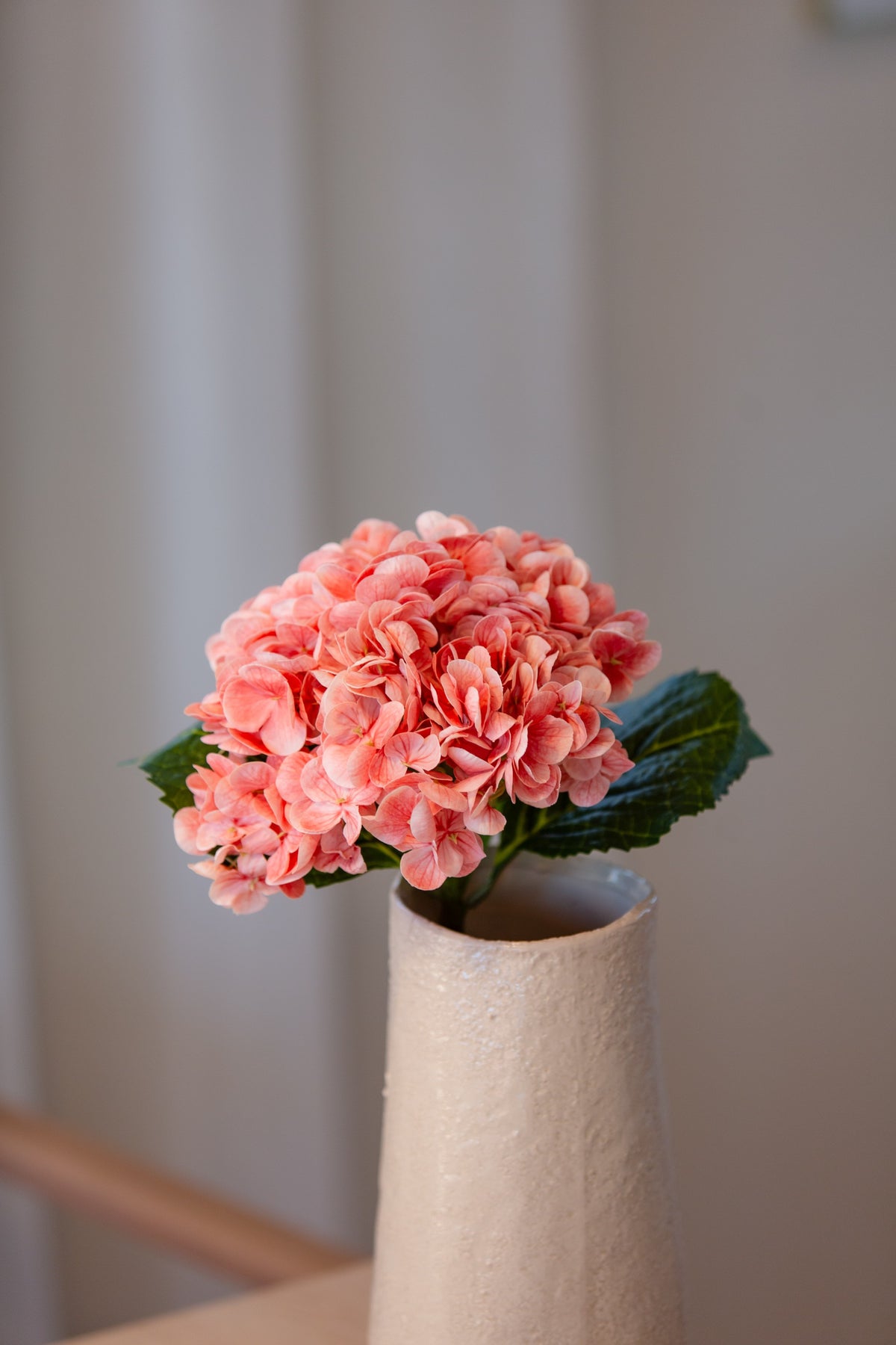 Hortensia Korall