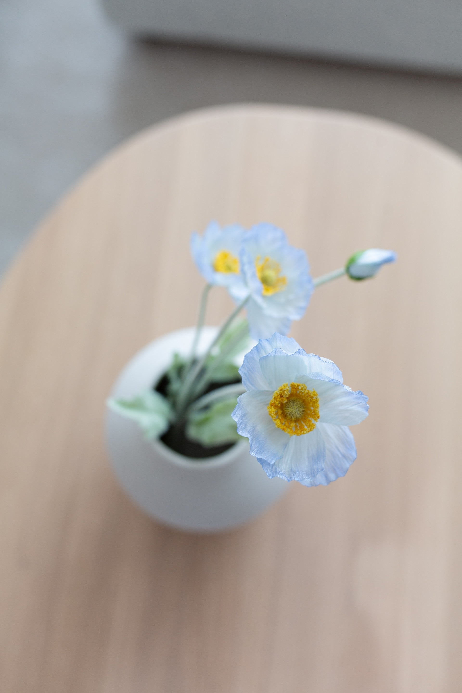 Valmueblomst lys blå