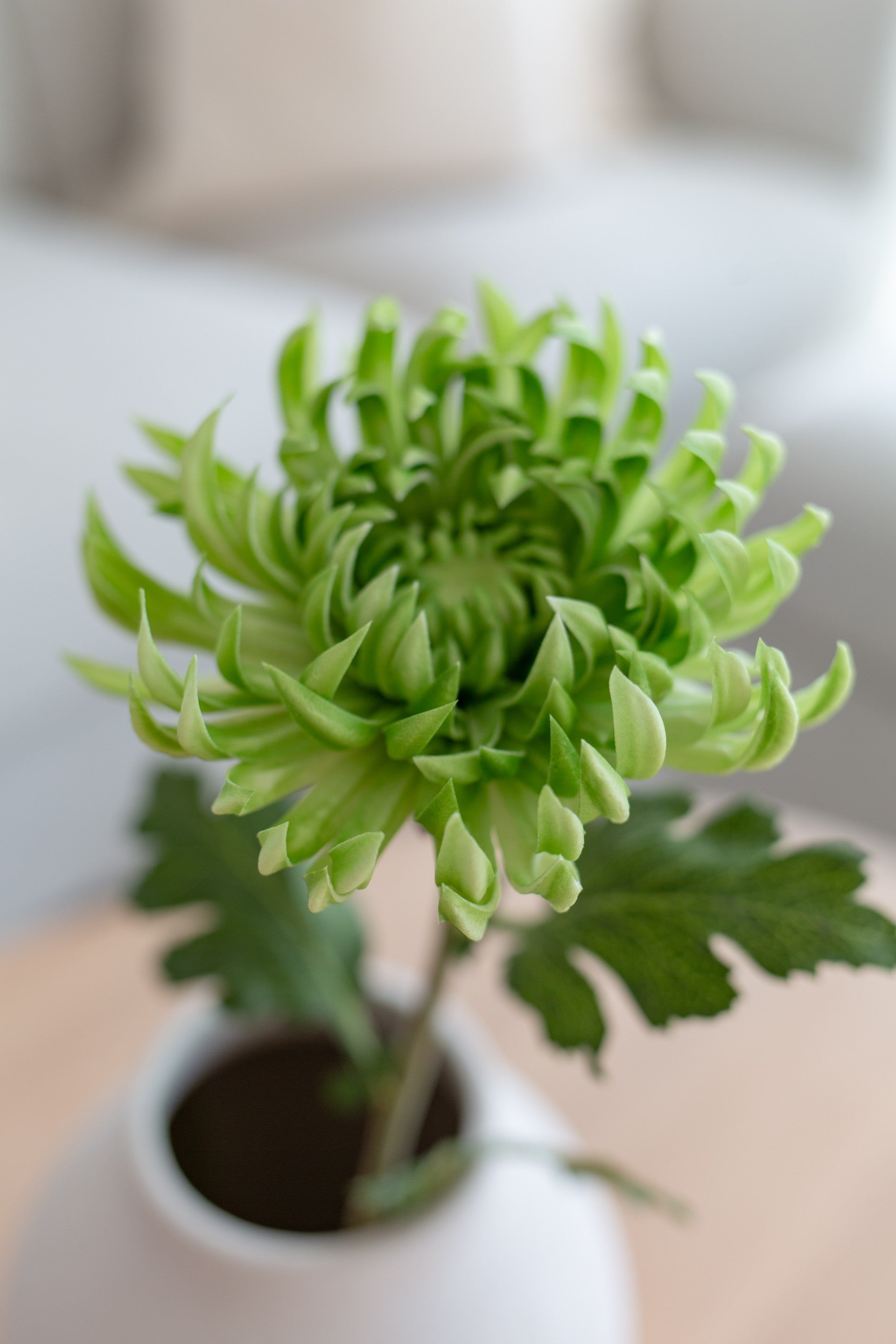Chrysanthemum Grønn