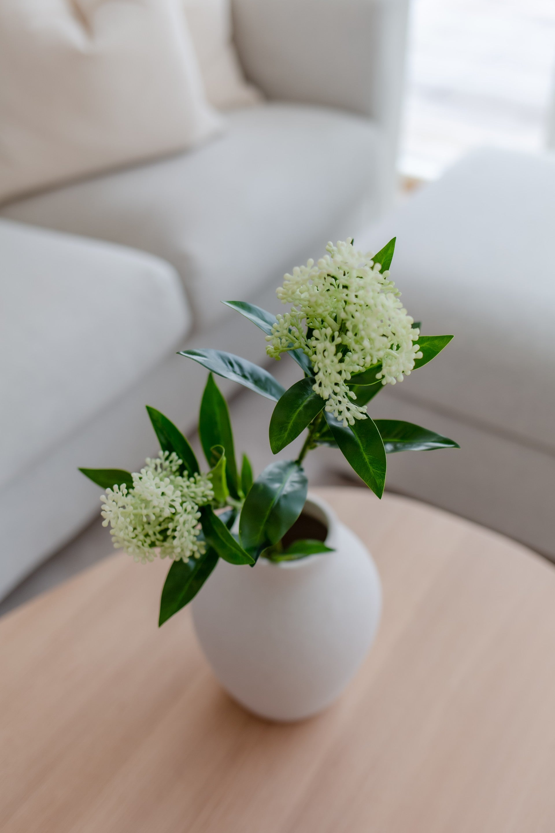 Skimmia lys grønn