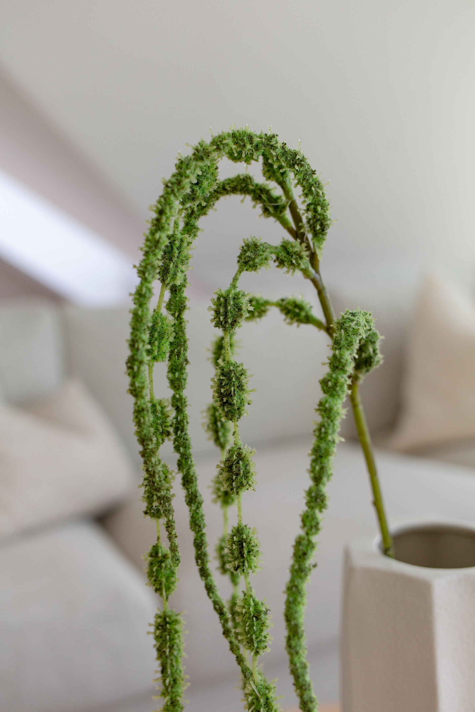 Amaranthus Six Forks Grønn
