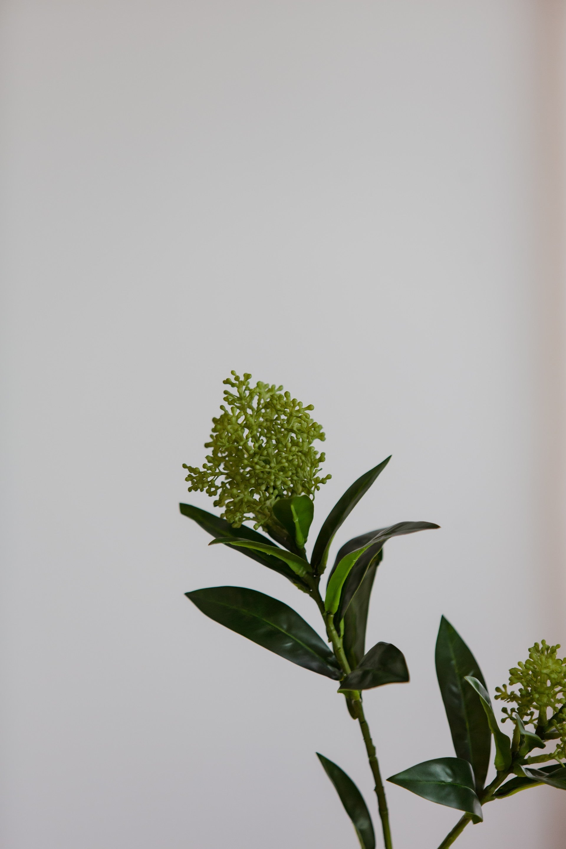 Skimmia Berry Branch grønn