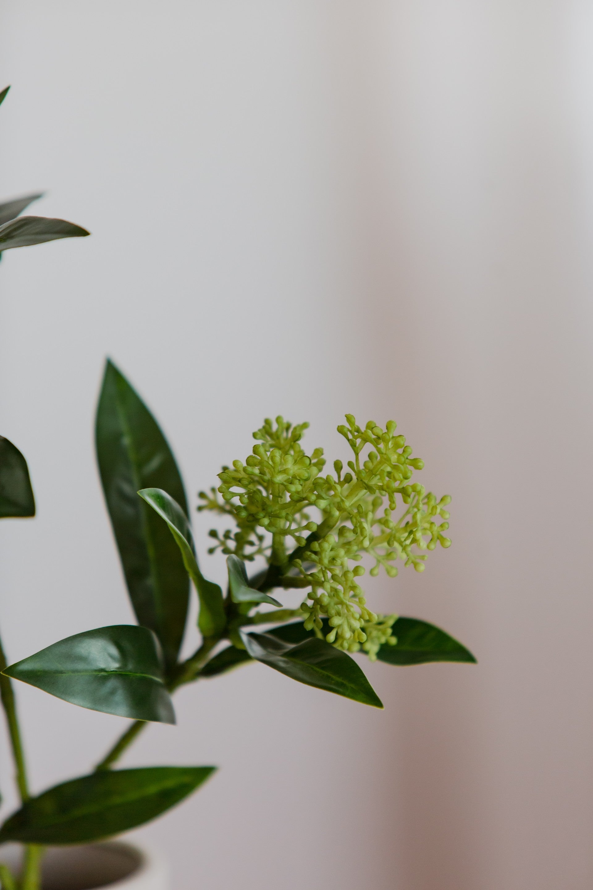 Skimmia Berry Branch grønn