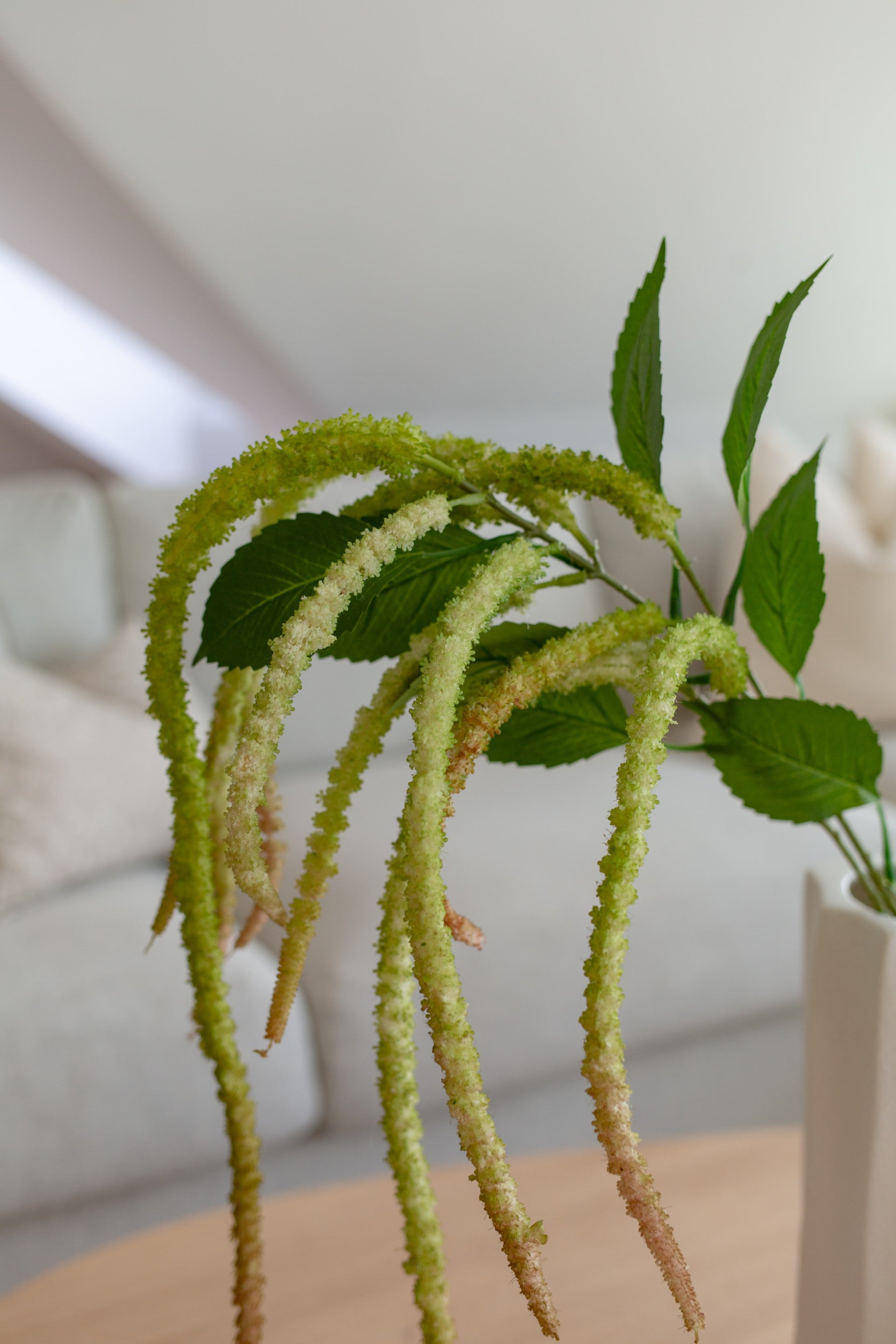 Amaranthus Flower Lys Grønn