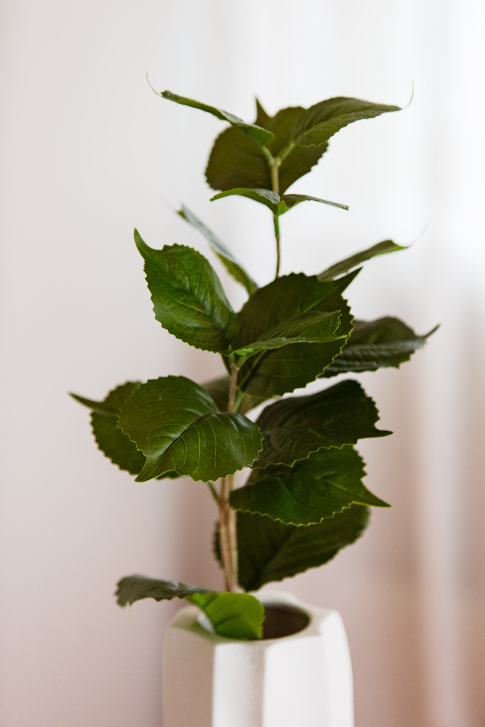 Hydrangea leaf