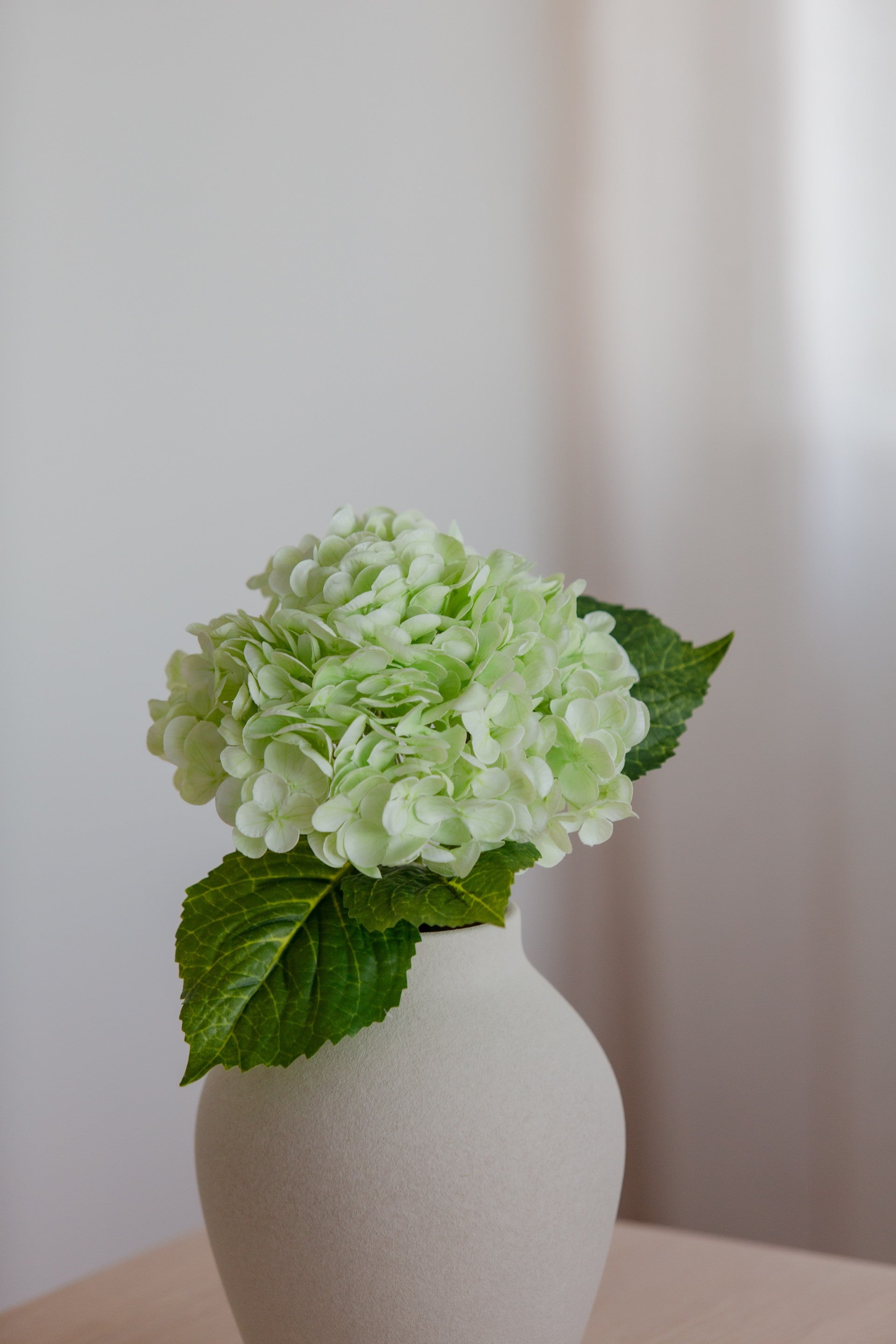 Hydrangea lys grønn