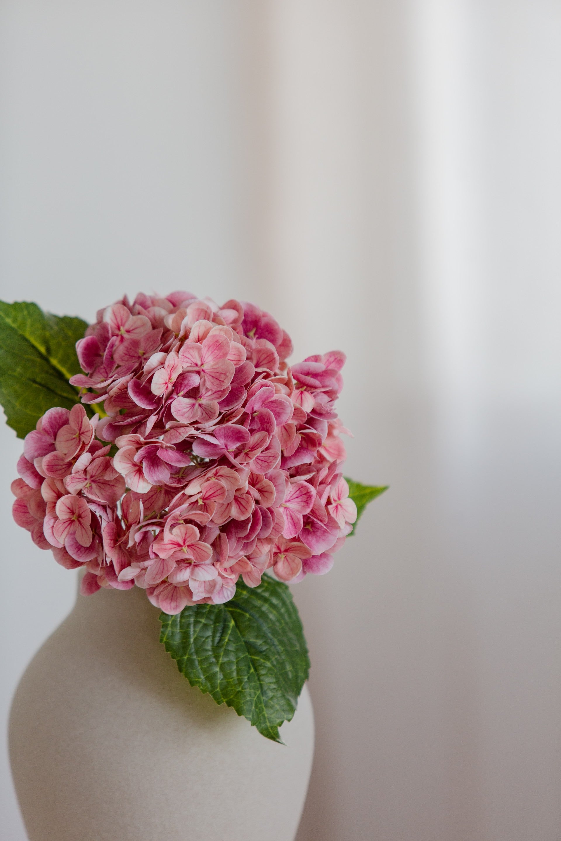 Hydrangea rosa