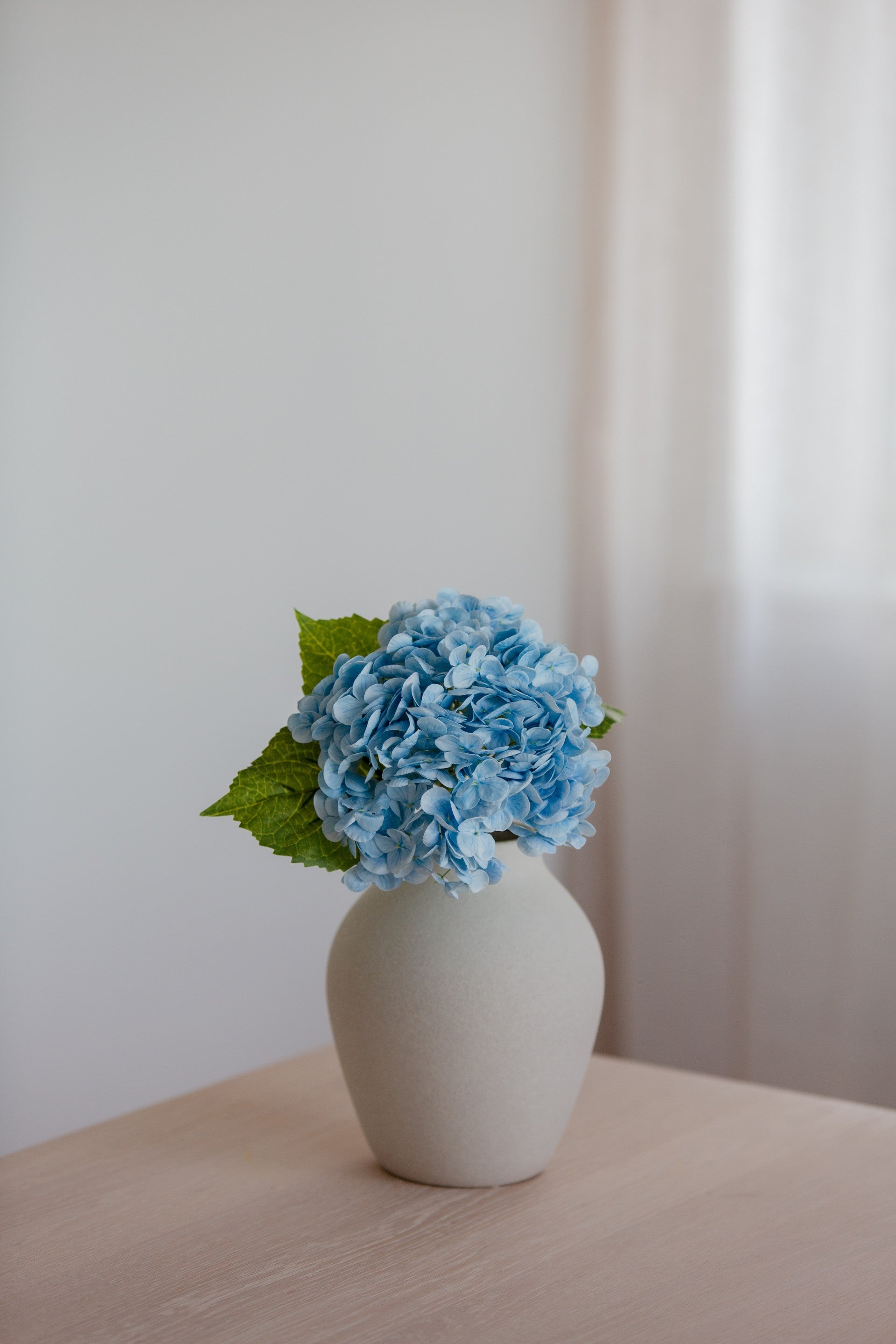 Hydrangea blå