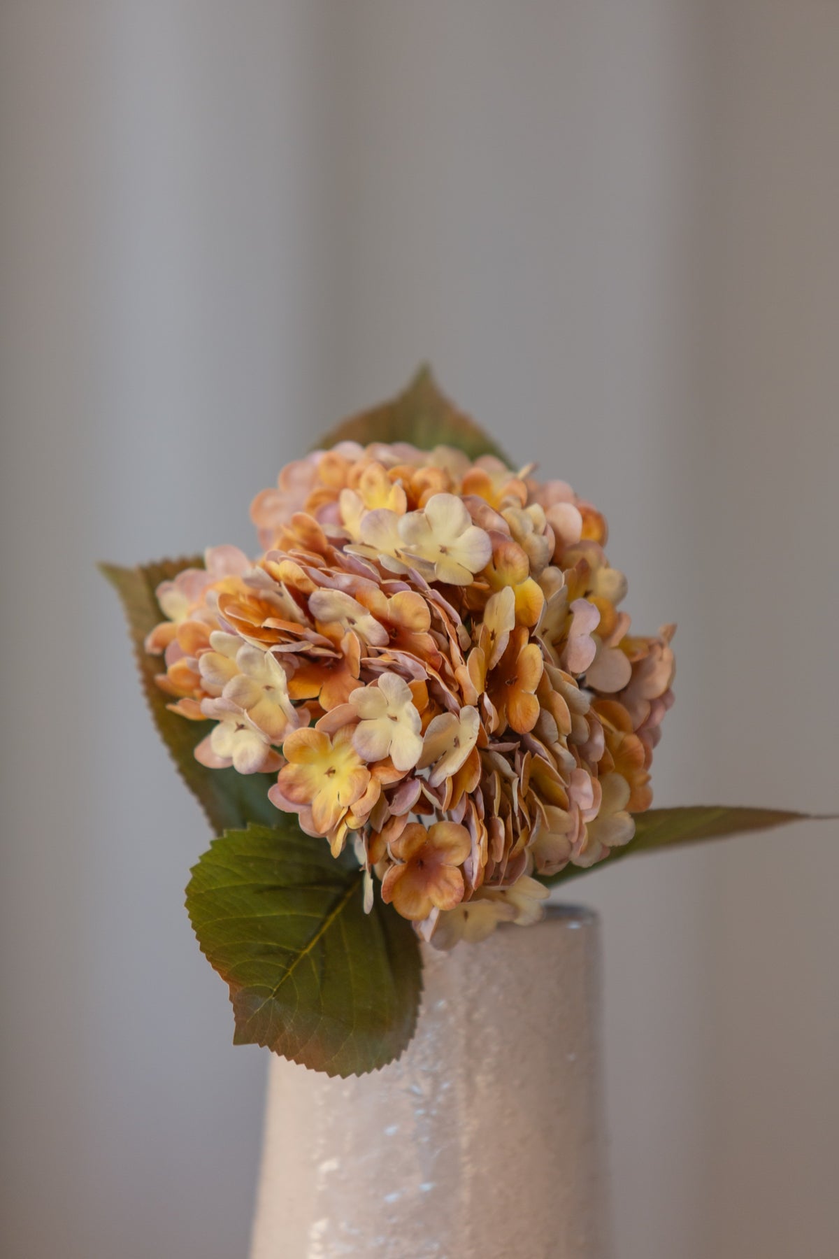Hortensia oransje