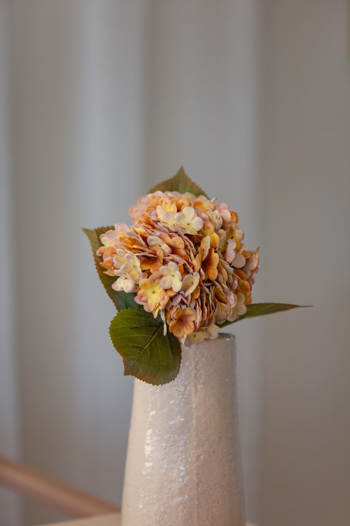 Hortensia oransje