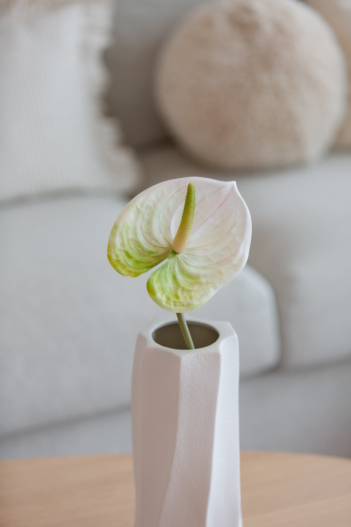 Anthurium hvit/grønn