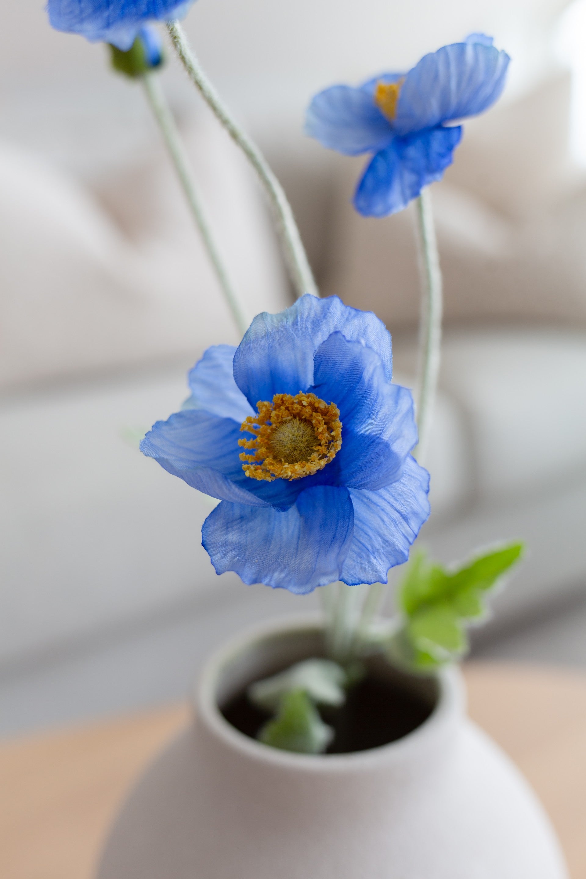 Valmueblomst blå