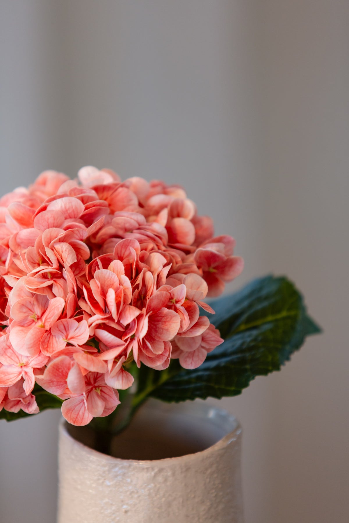 Hortensia Korall