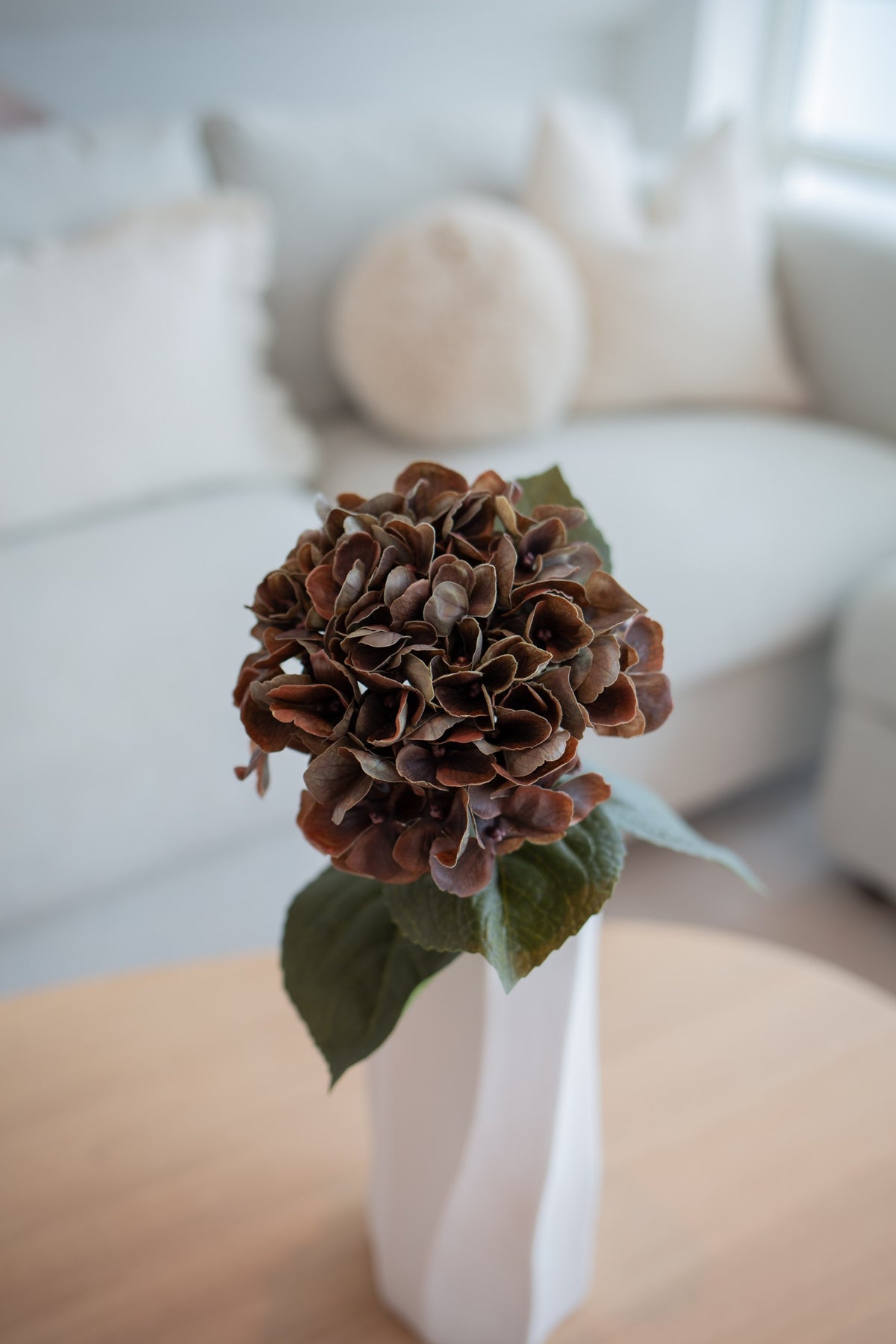 Hortensia mørk brun
