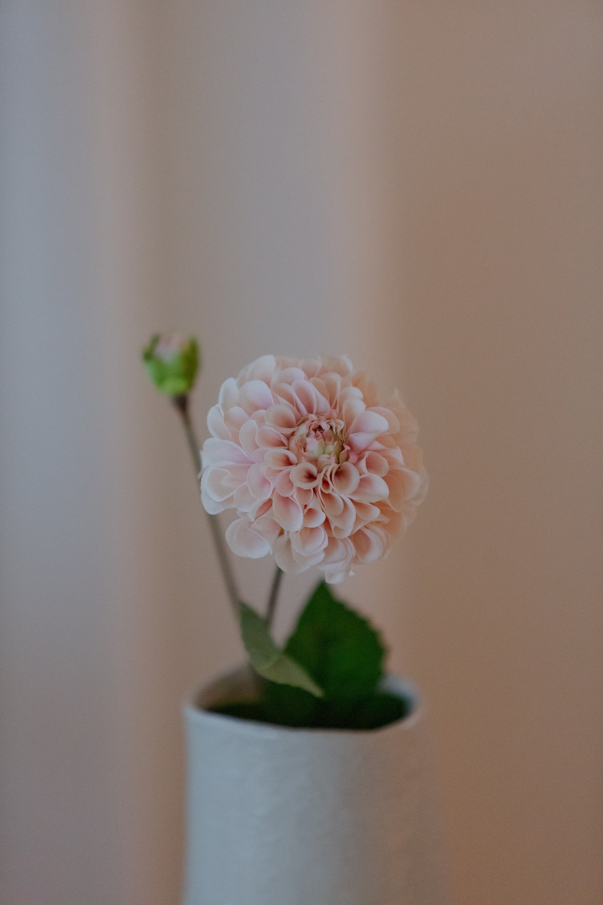 Rosa georgine
