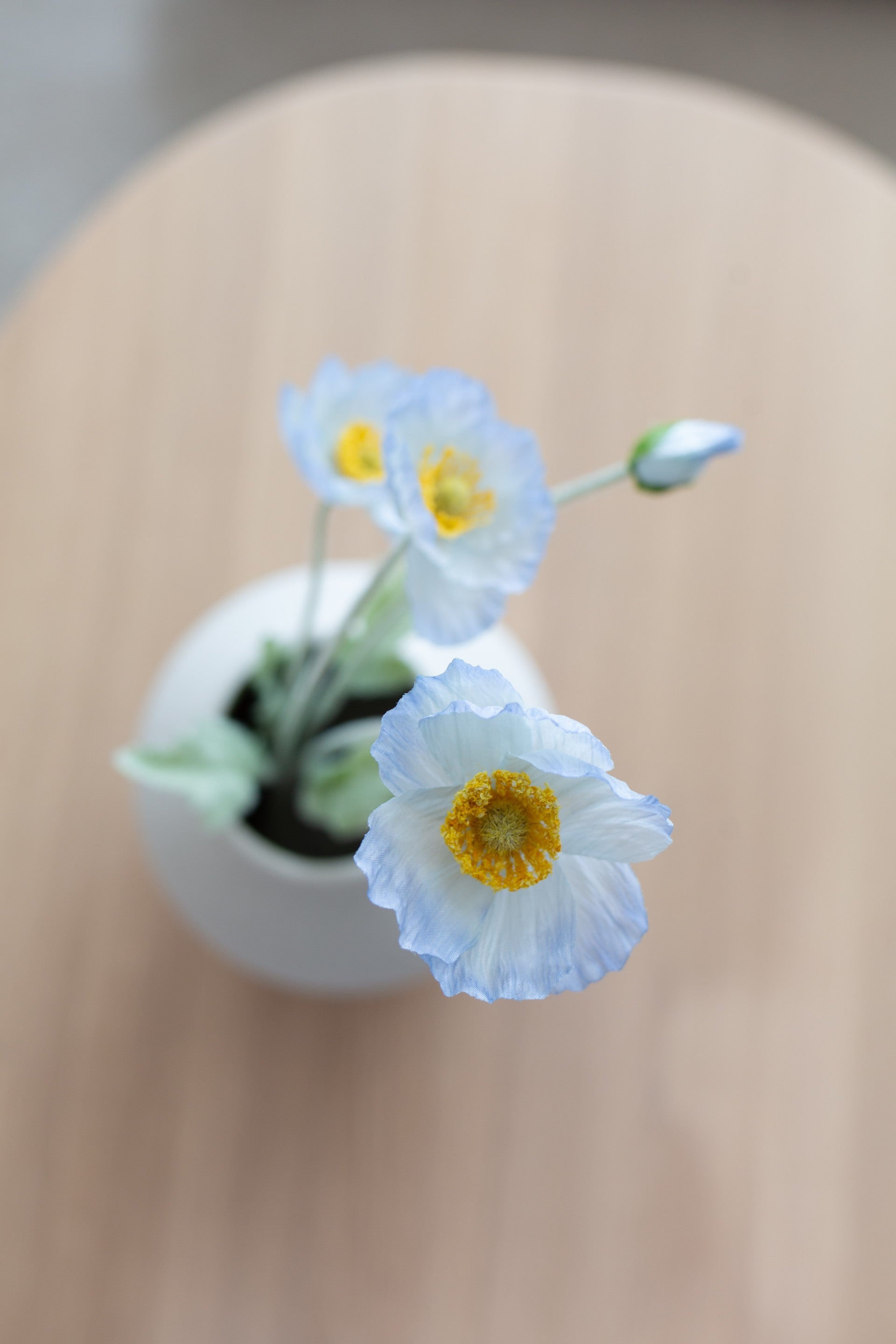 Valmueblomst lys blå
