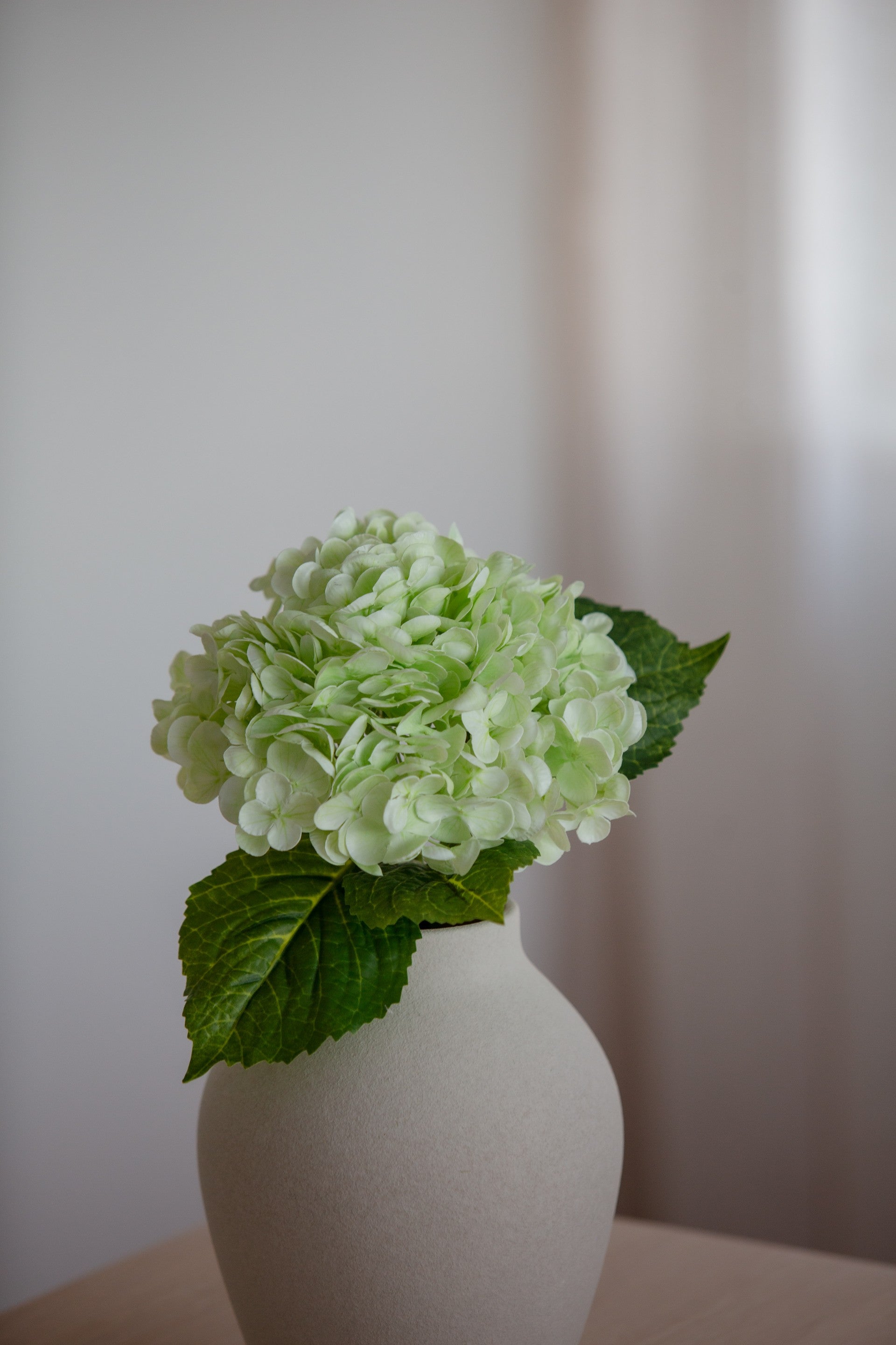 Hydrangea lys grønn