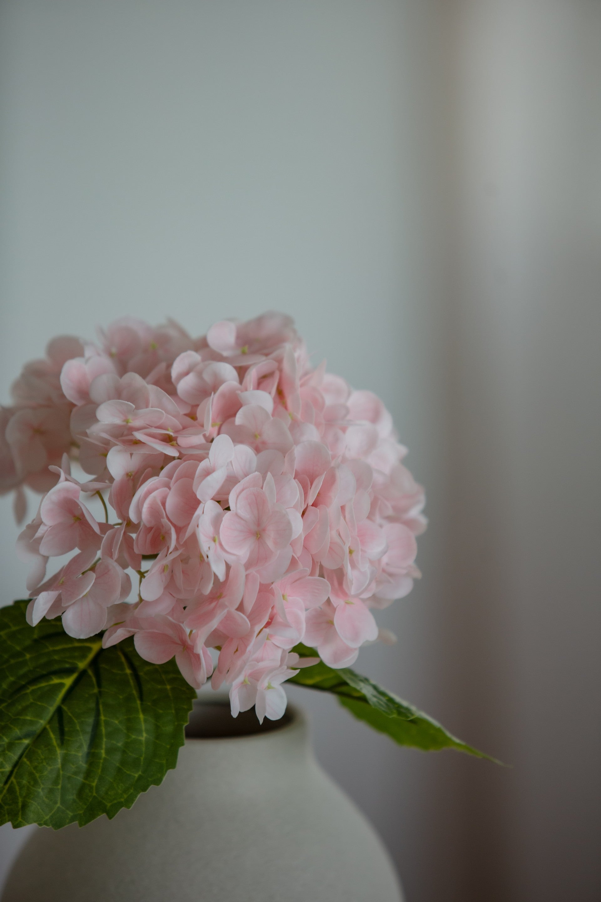 Hydrangea lys rosa