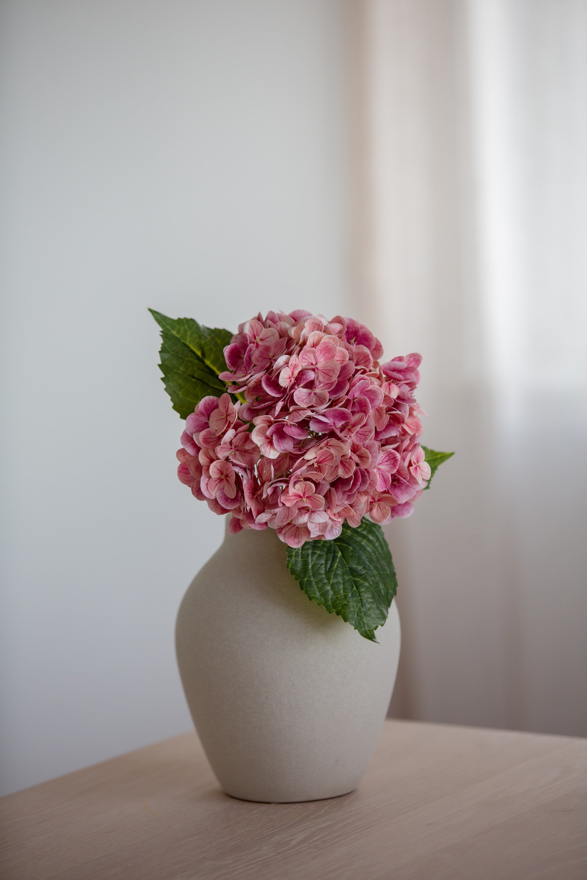 Hydrangea rosa
