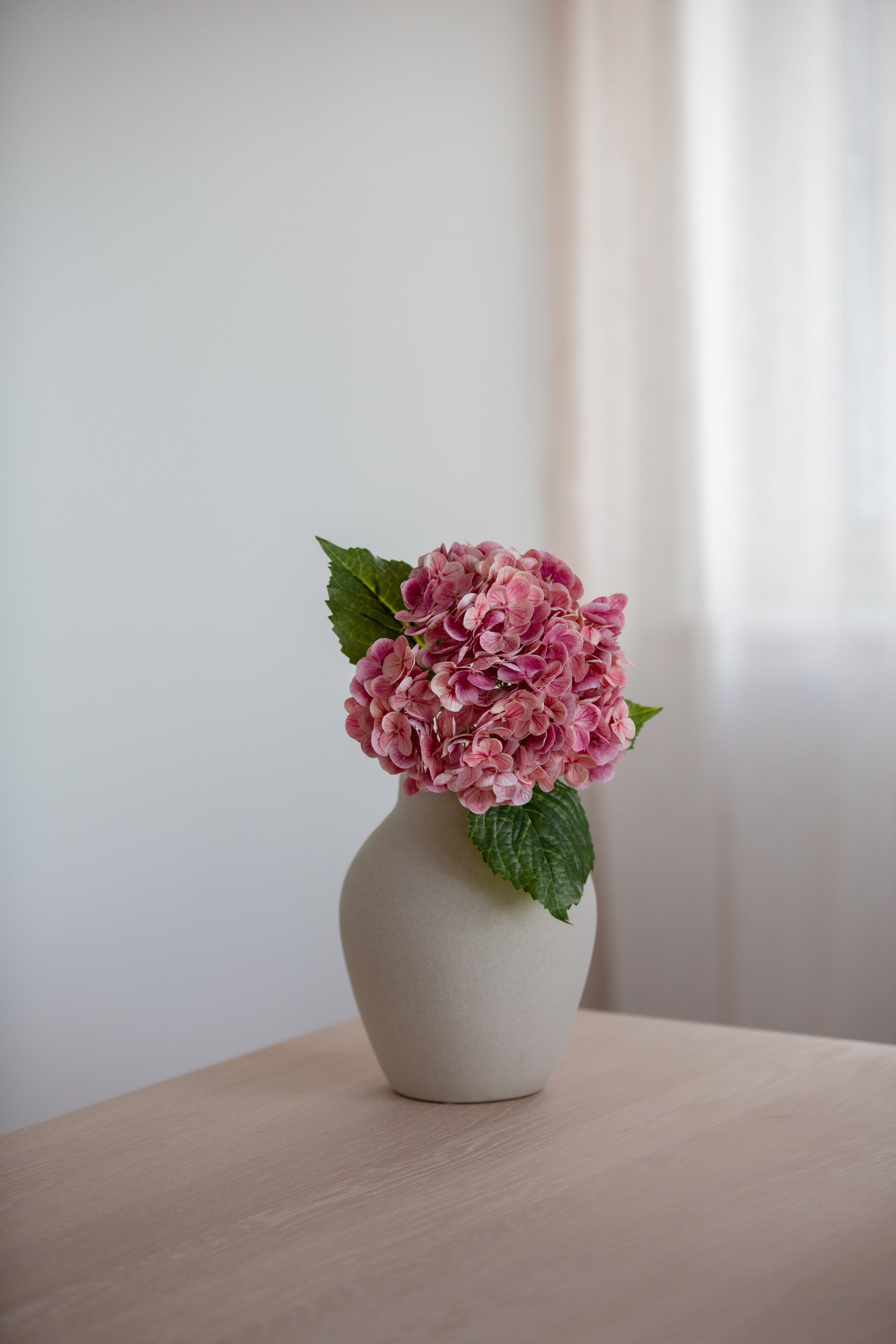 Hydrangea rosa