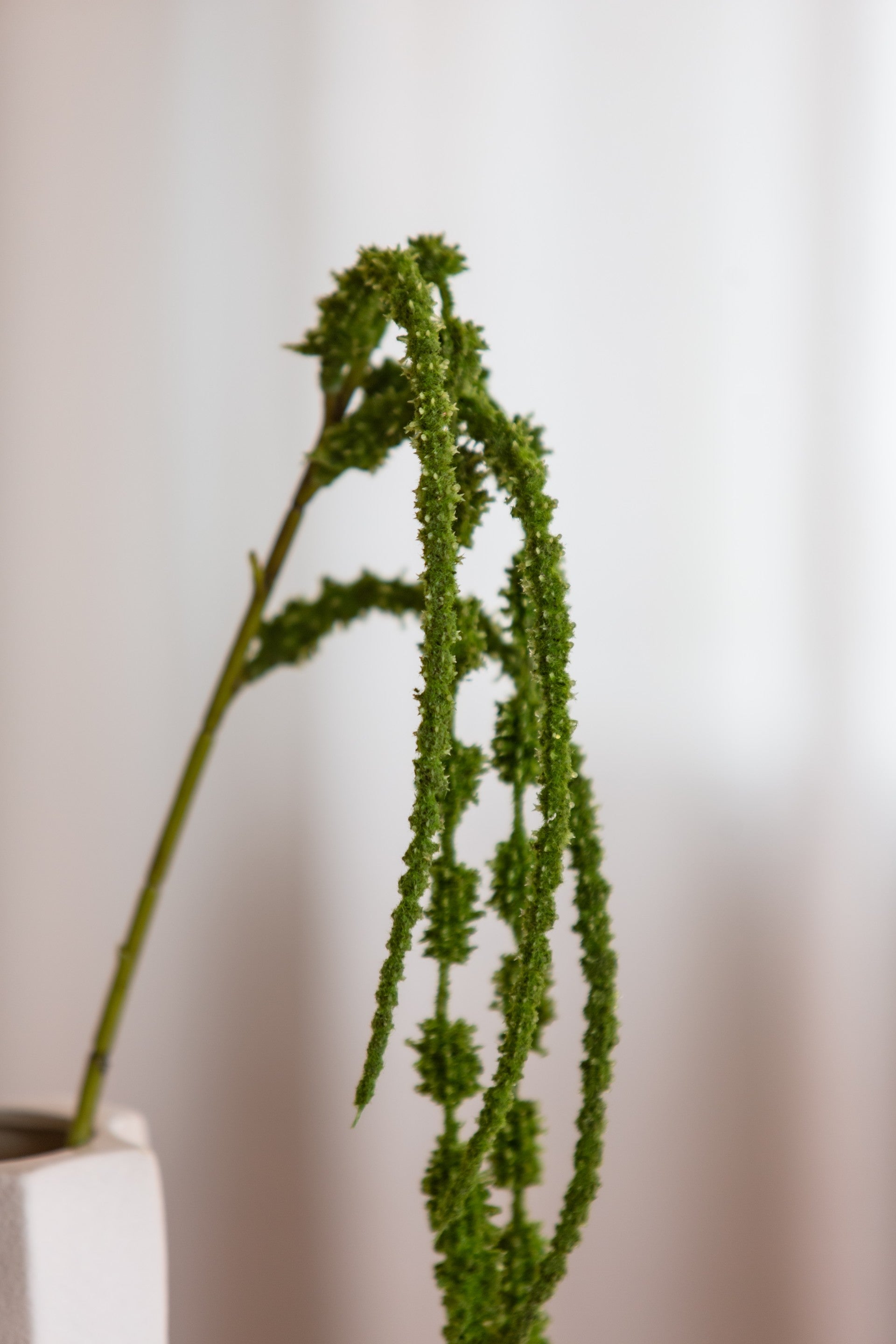 Amaranthus Six Forks mørk grønn