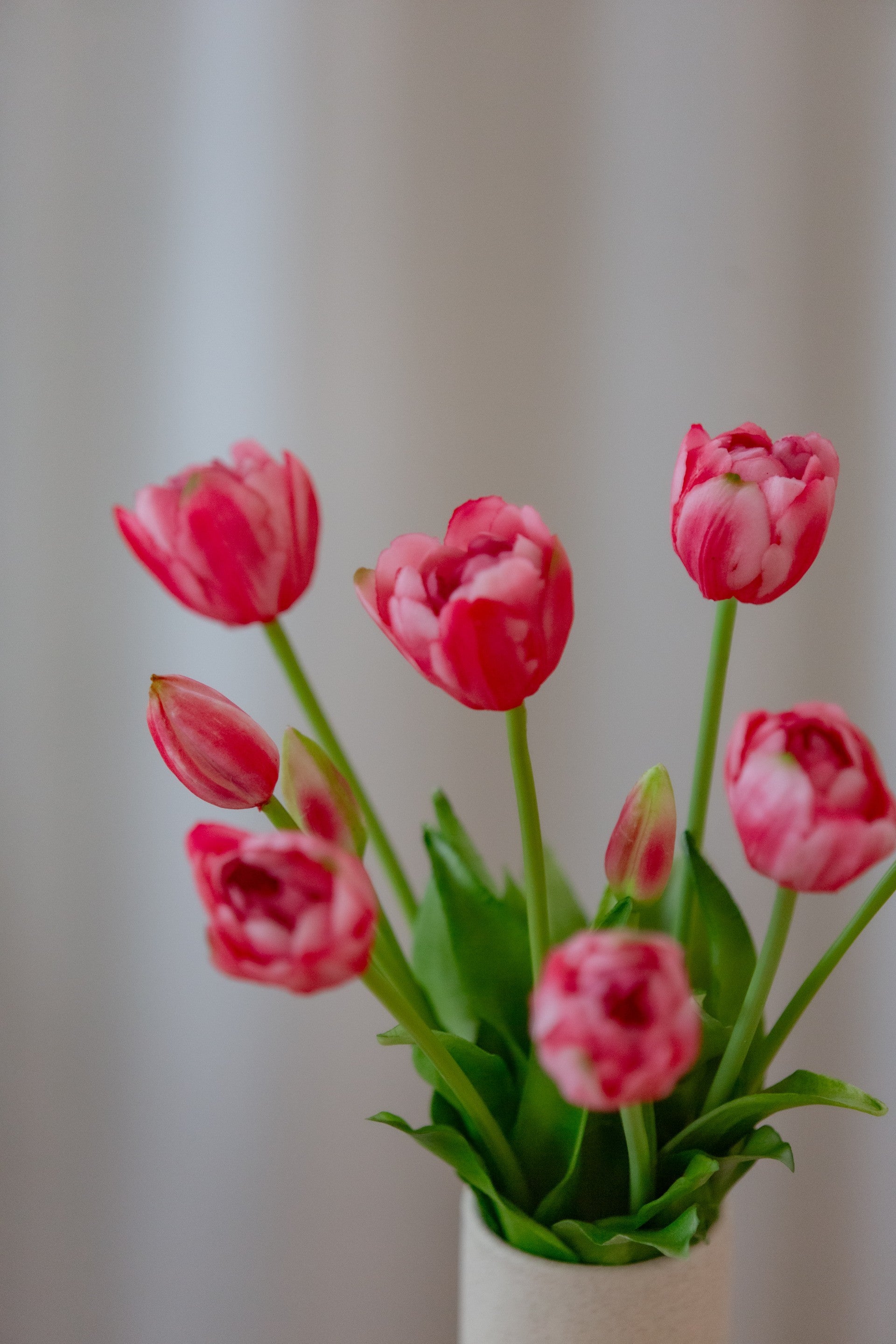 Nordisk rosa