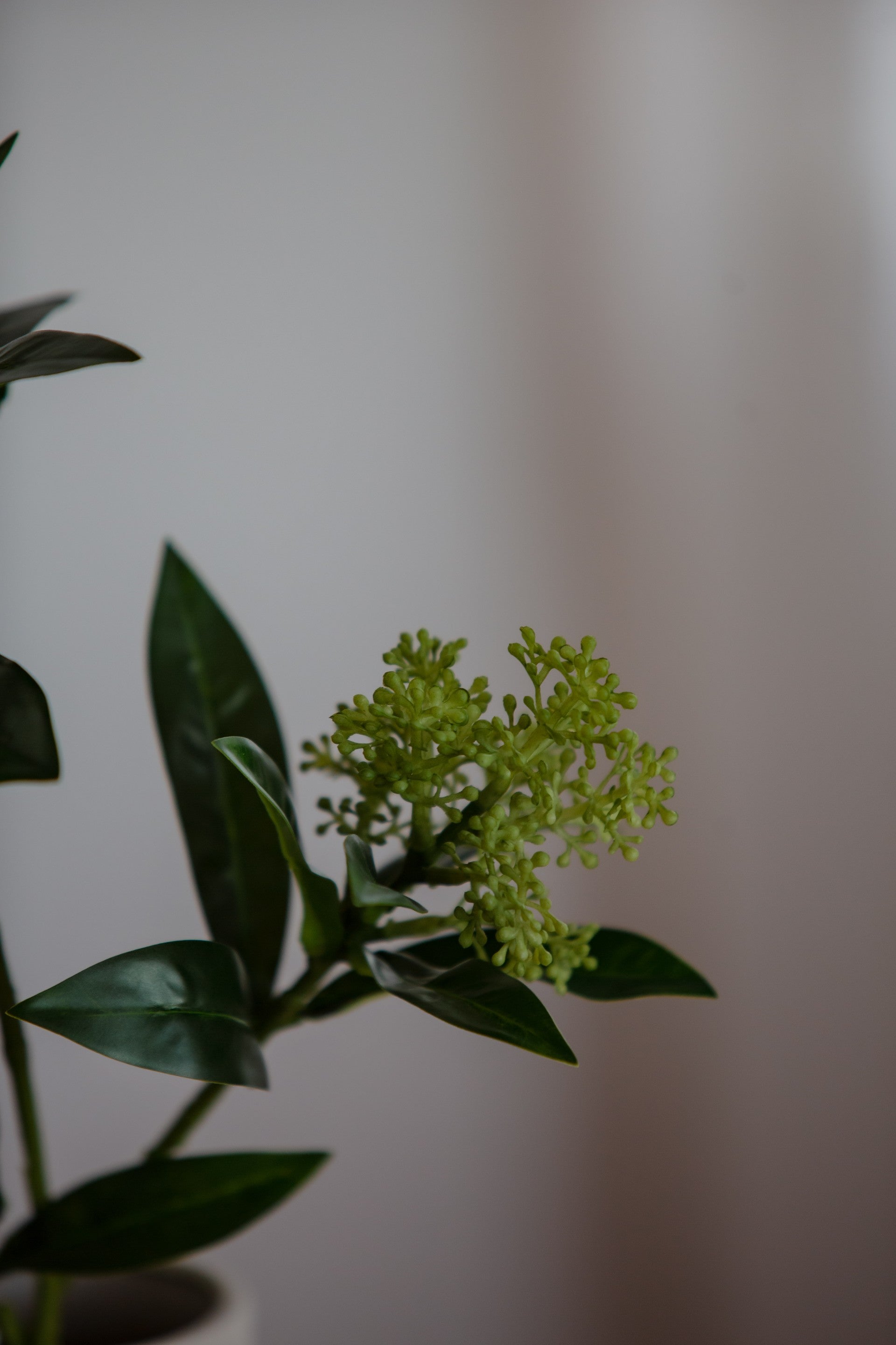 Skimmia Berry Branch grønn