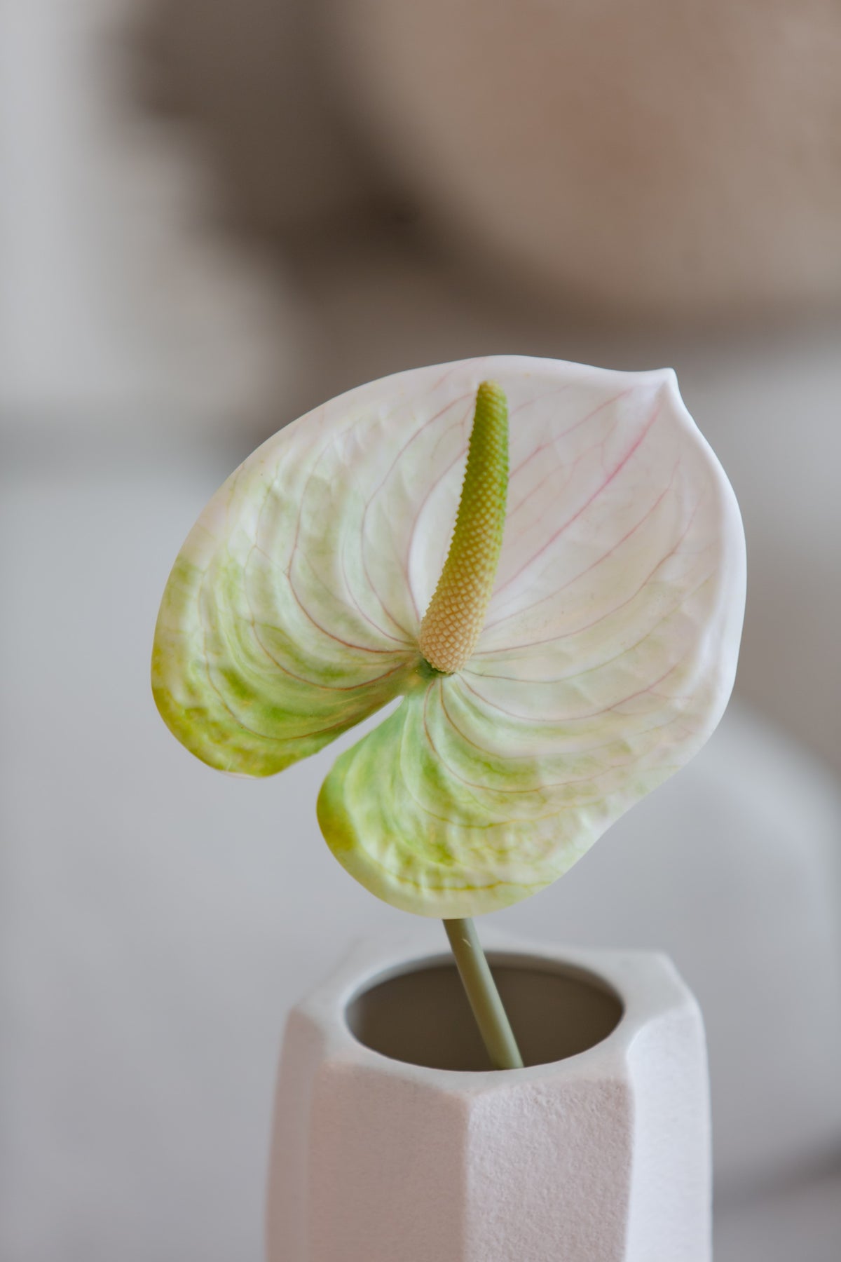 Anthurium hvit/grønn