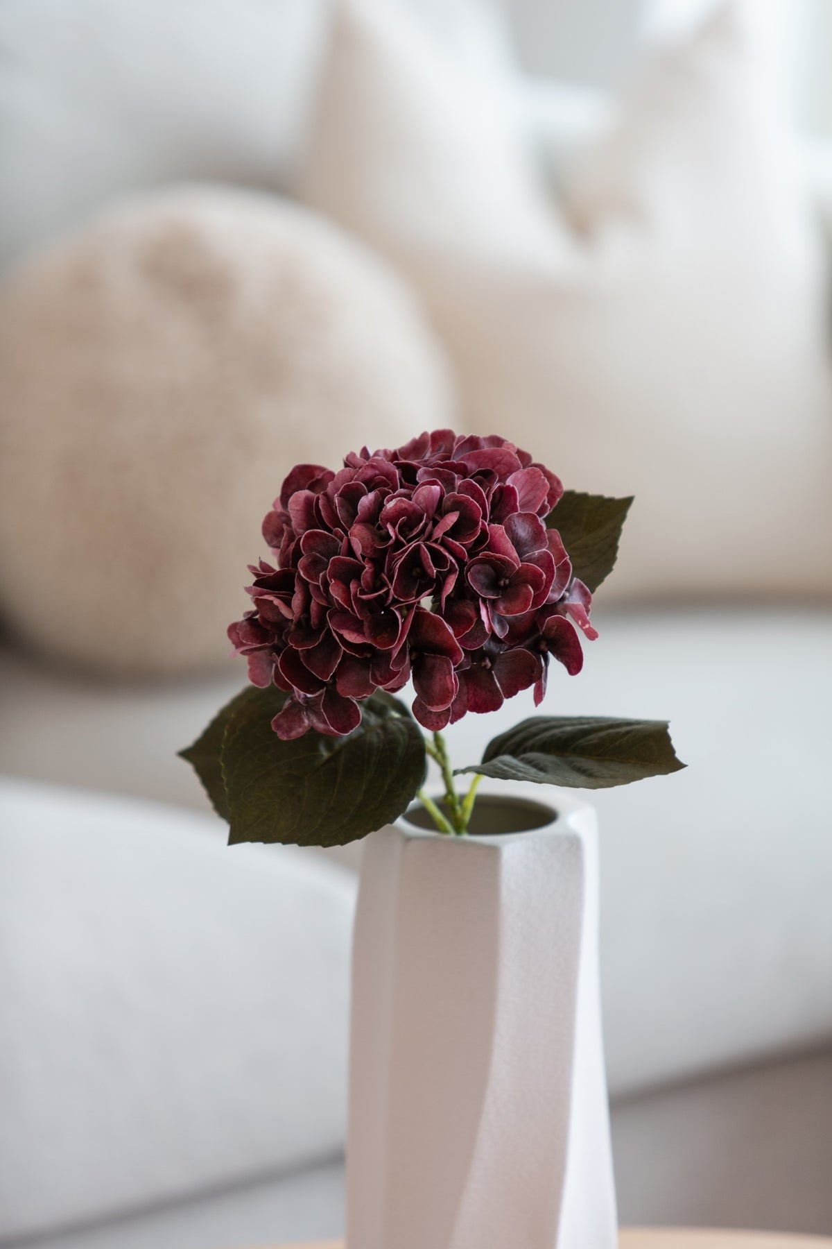 Hortensia rødbrun