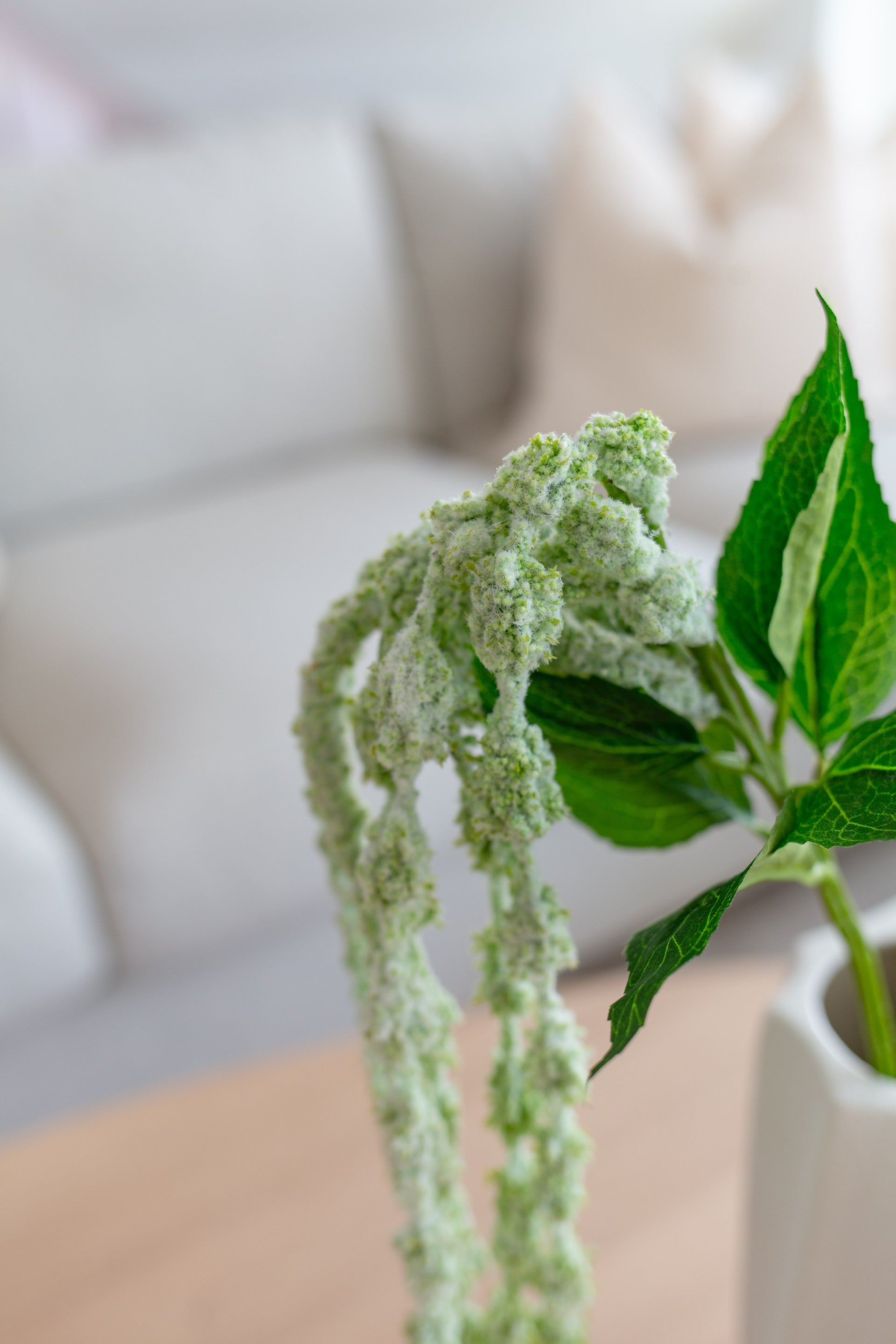 Amaranthus lys grønn