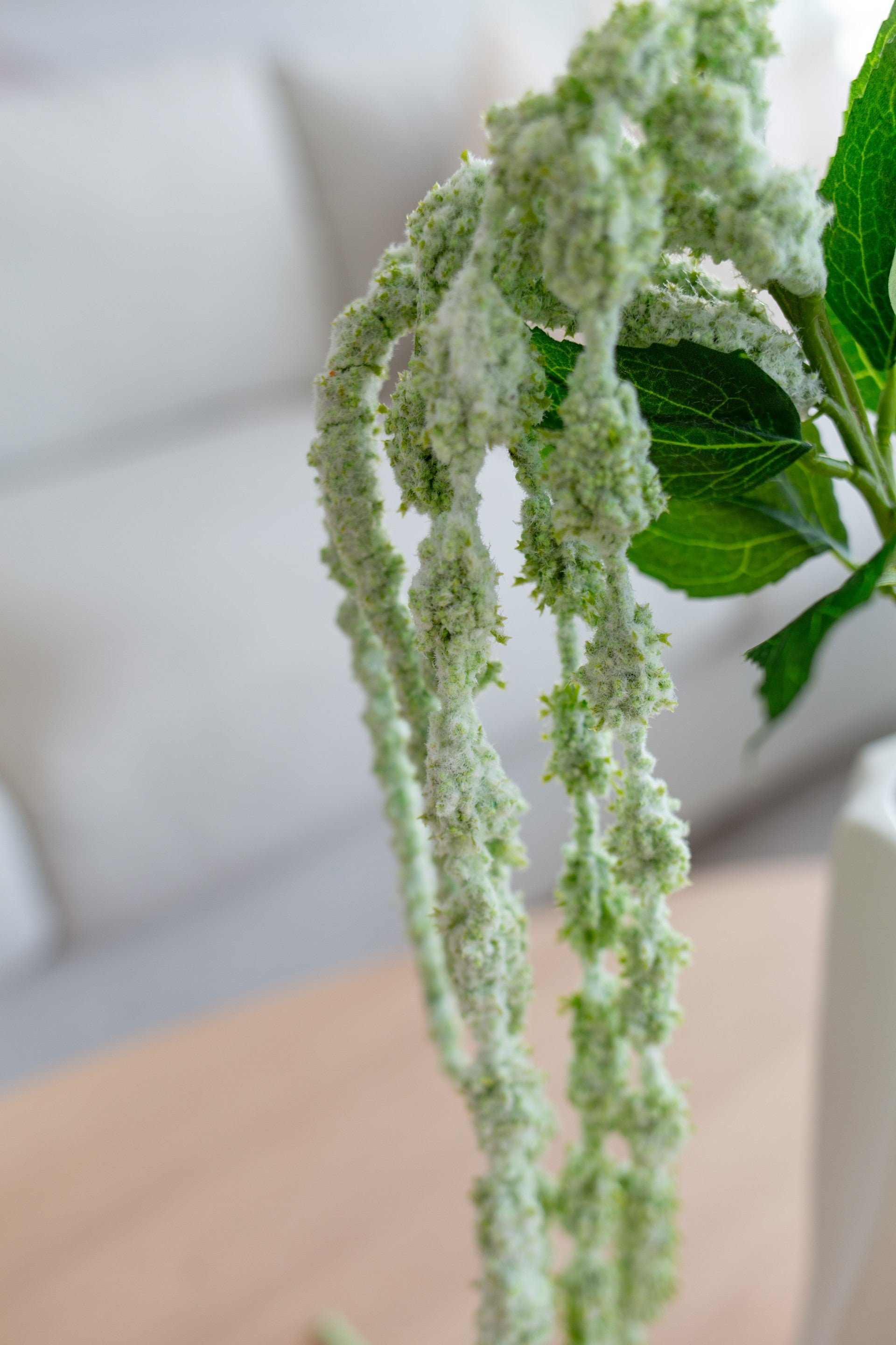 Amaranthus lys grønn