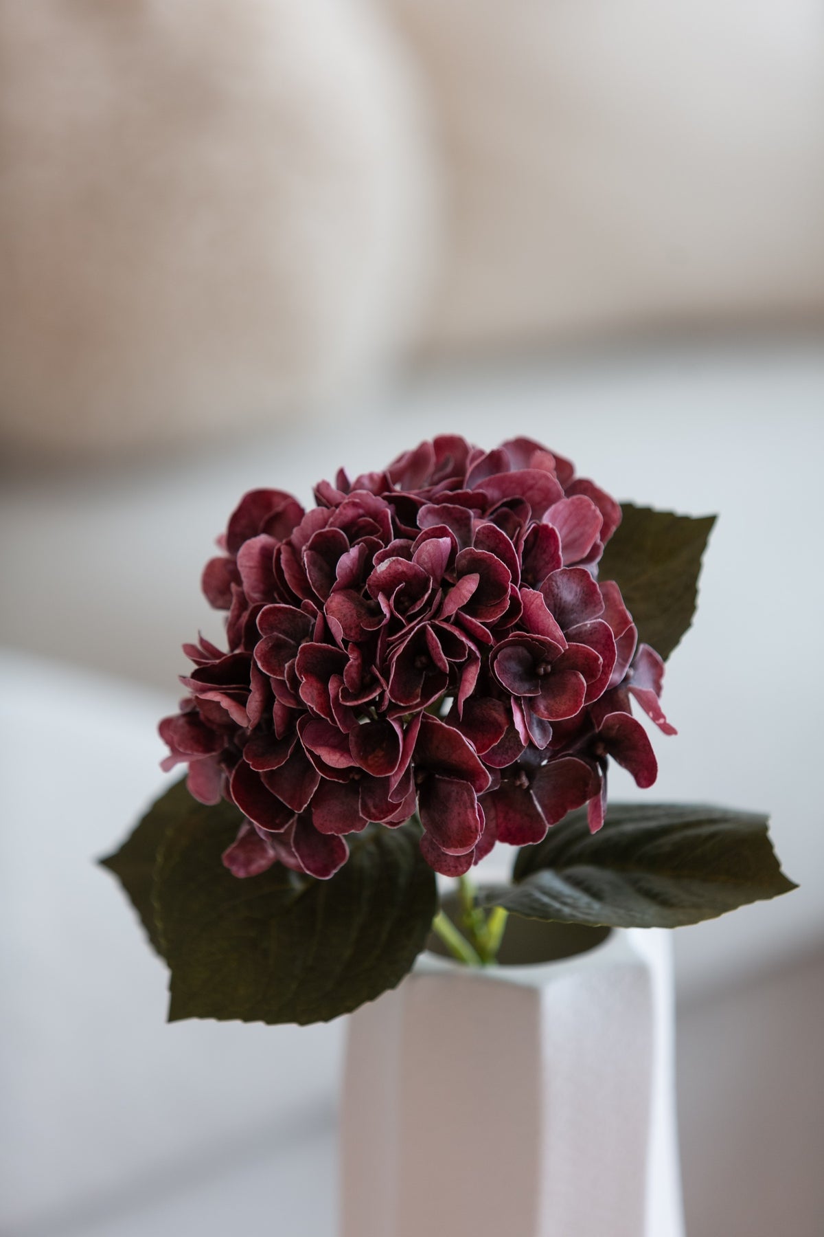 Hortensia rødbrun