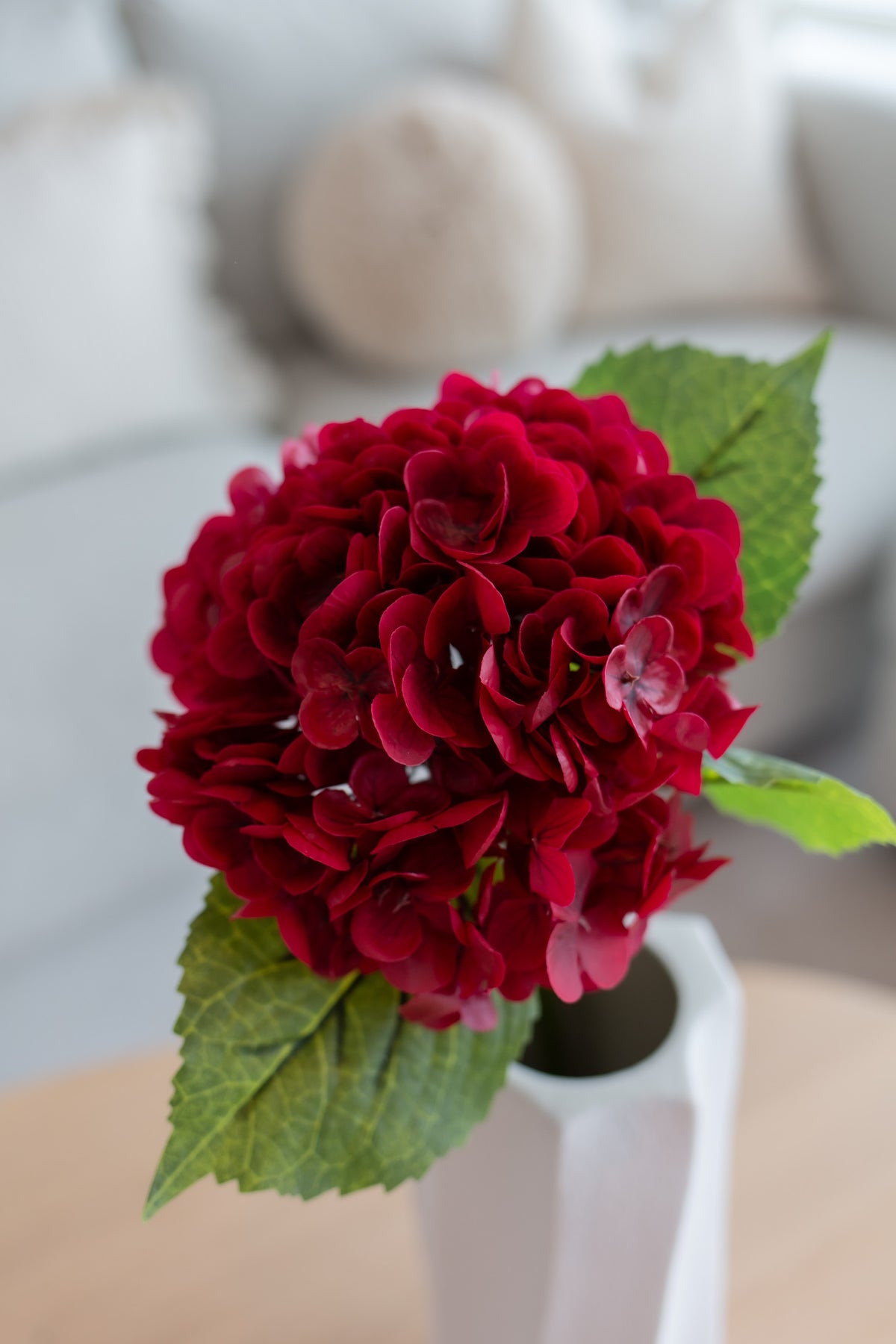 Hortensia rød