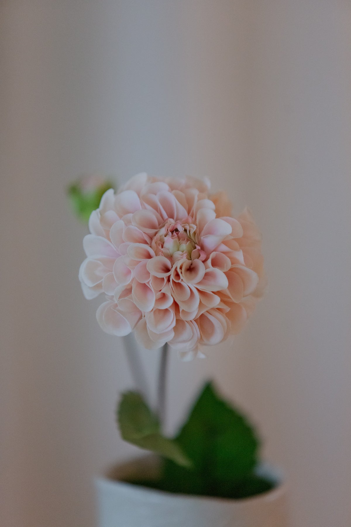 Rosa georgine
