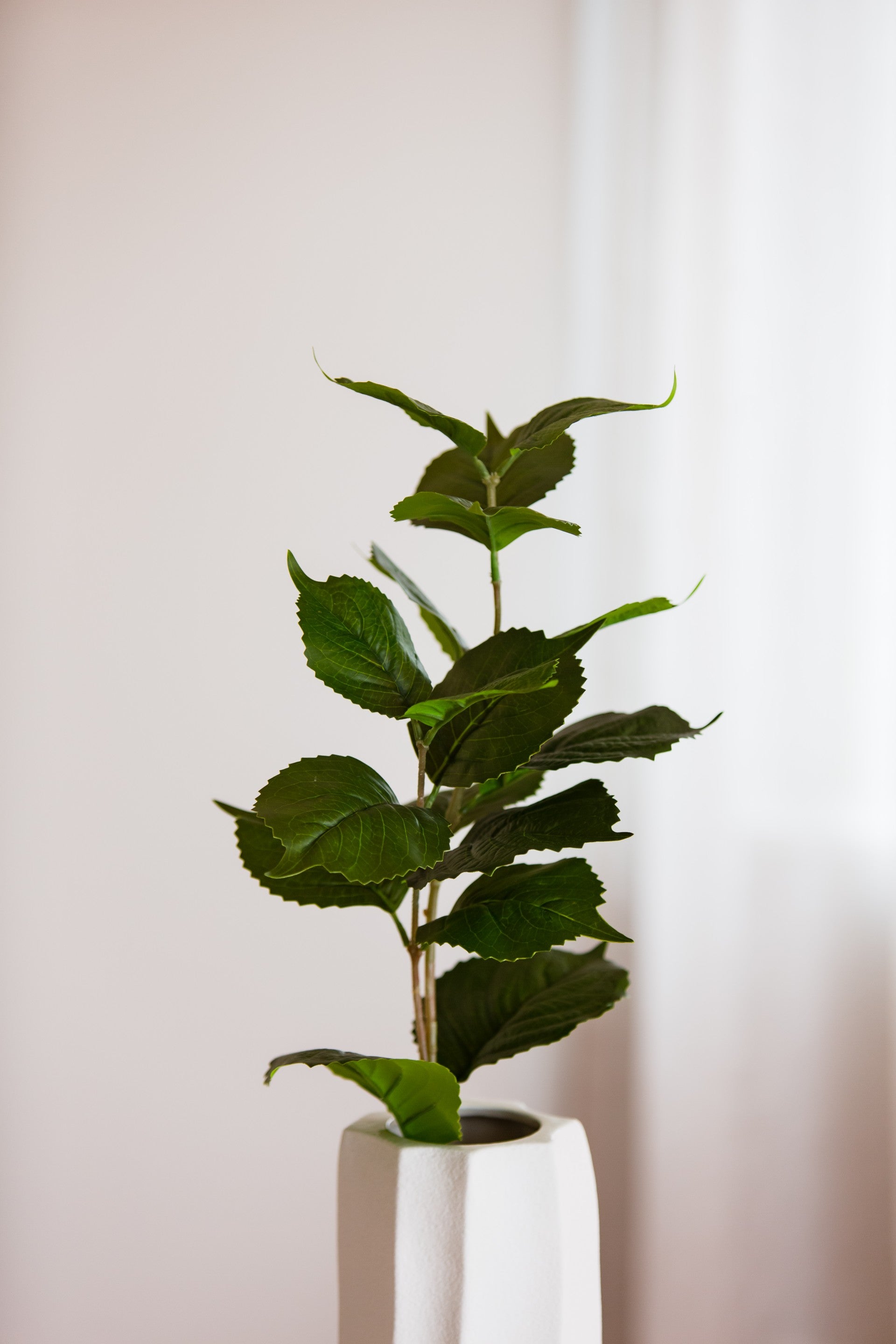 Hydrangea leaf