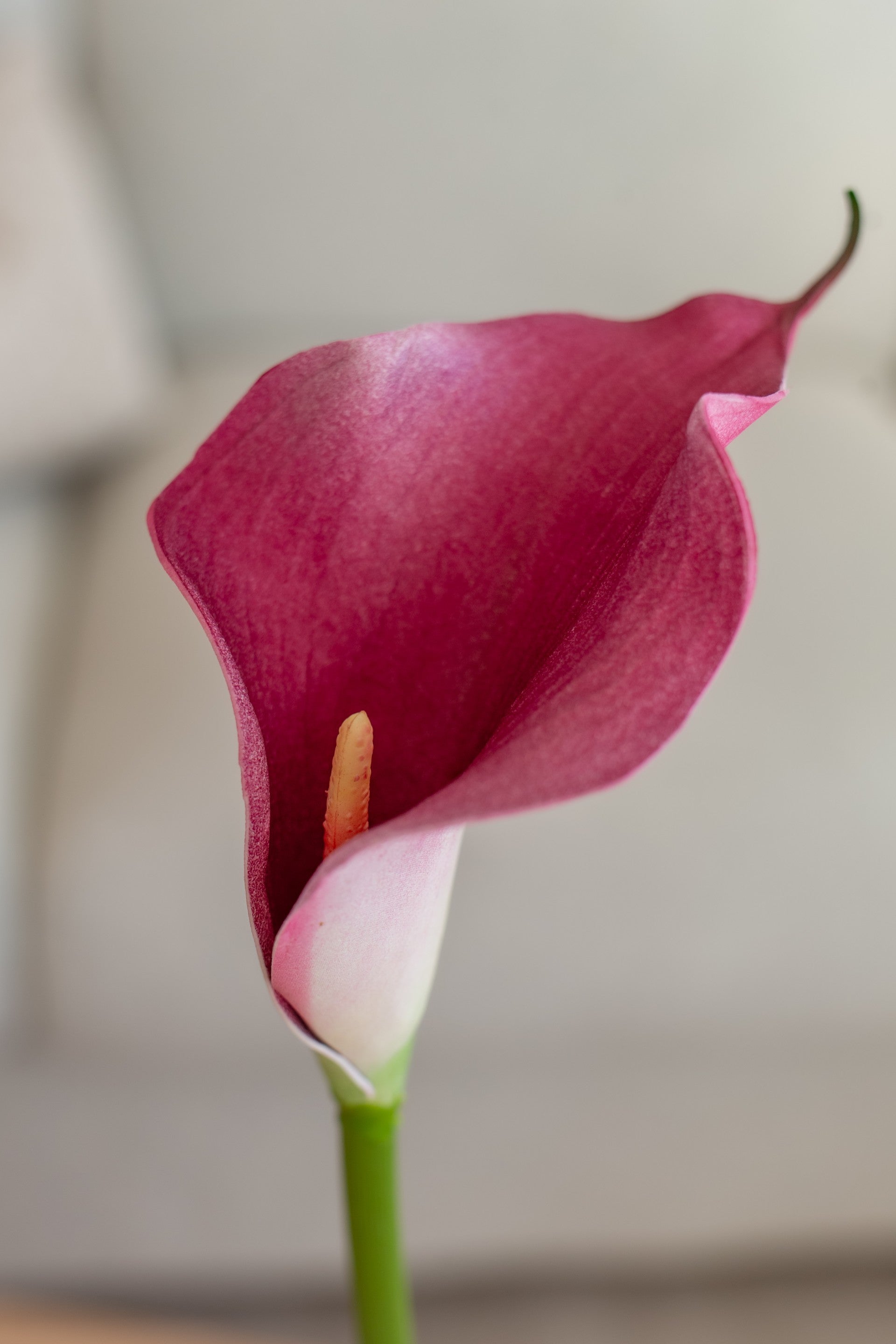 Kunstig kala lilje i mørk rosa farge med naturtro utseende