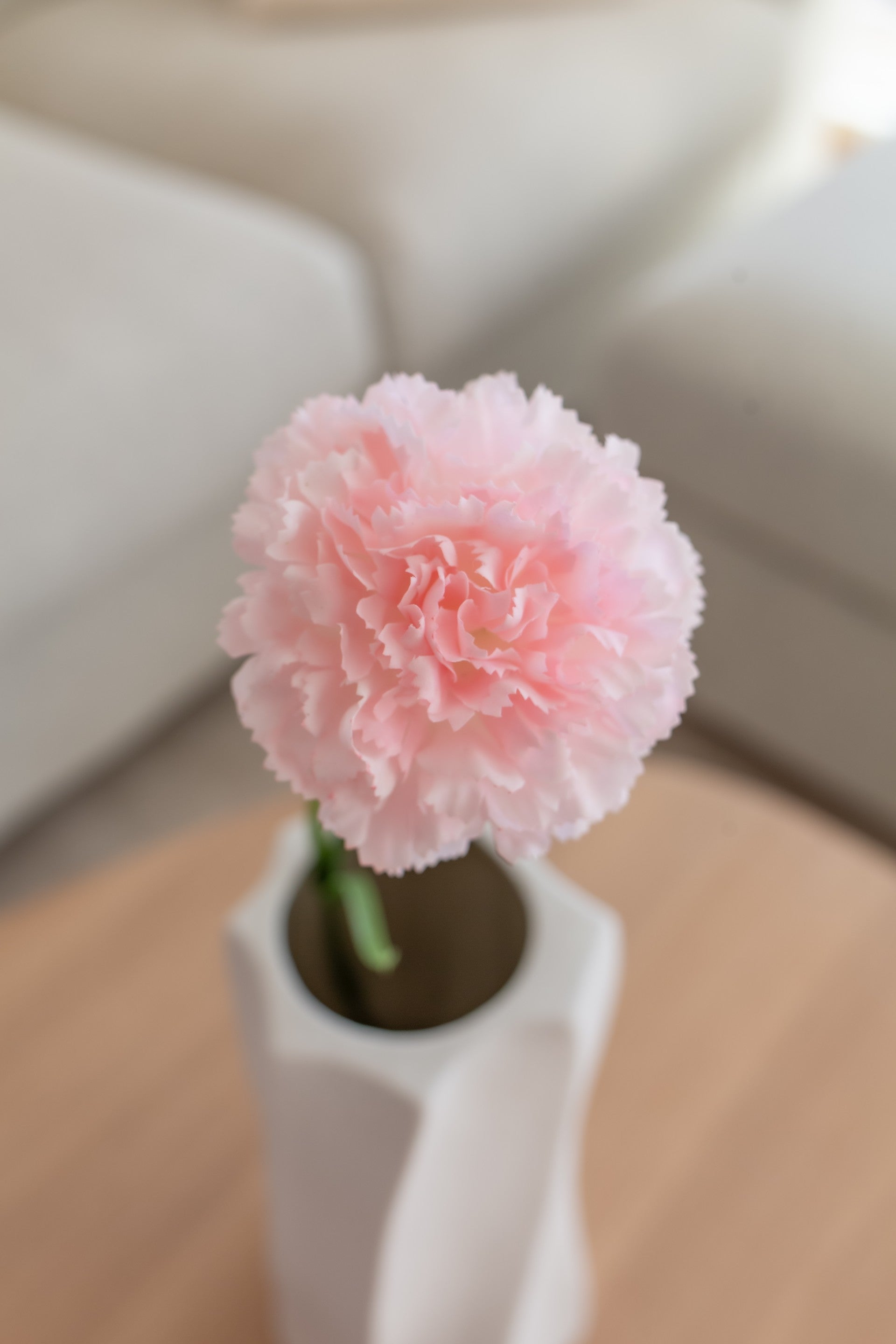 Carnation lys rosa