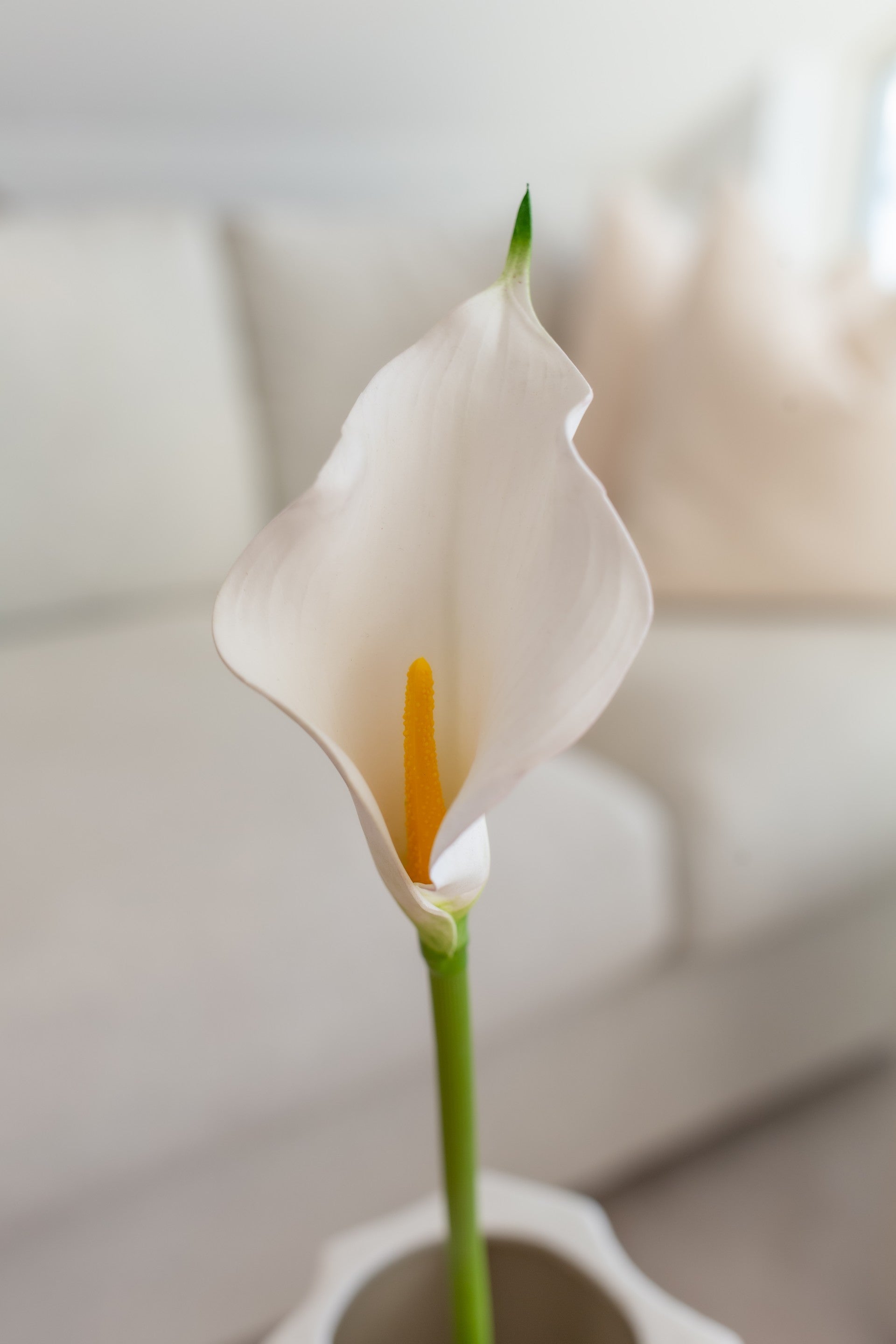 Calla Lily Flower hvit