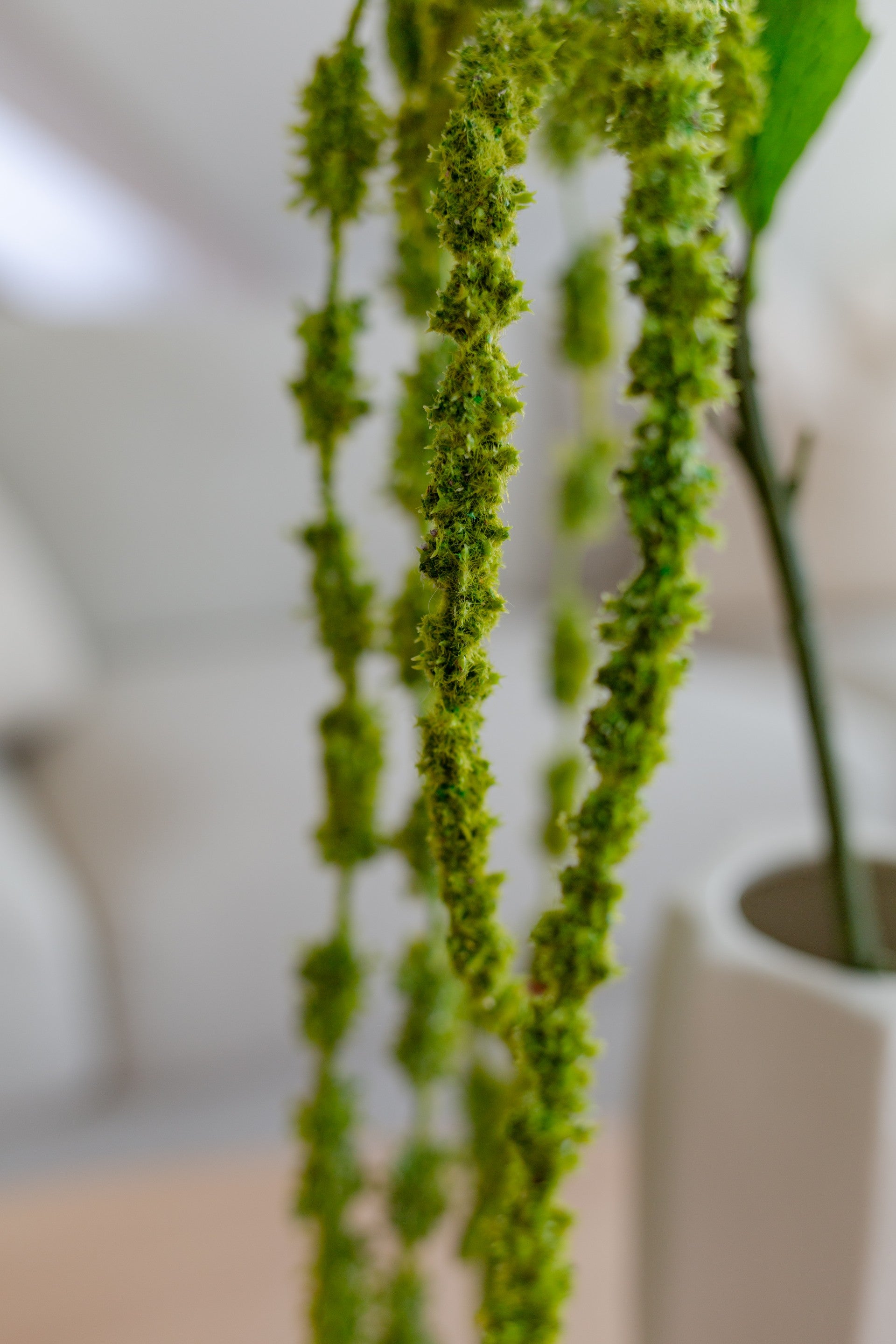 Amaranthus Army Green