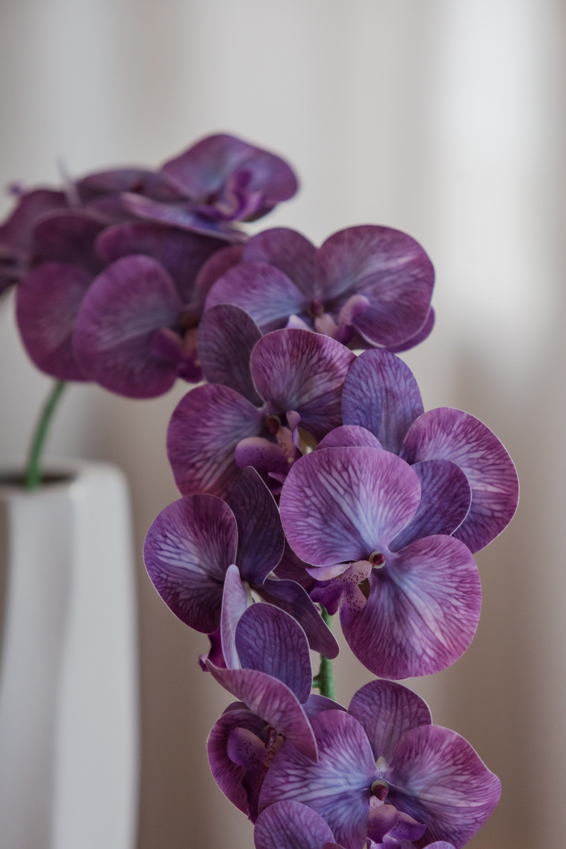 Orkidé lilla